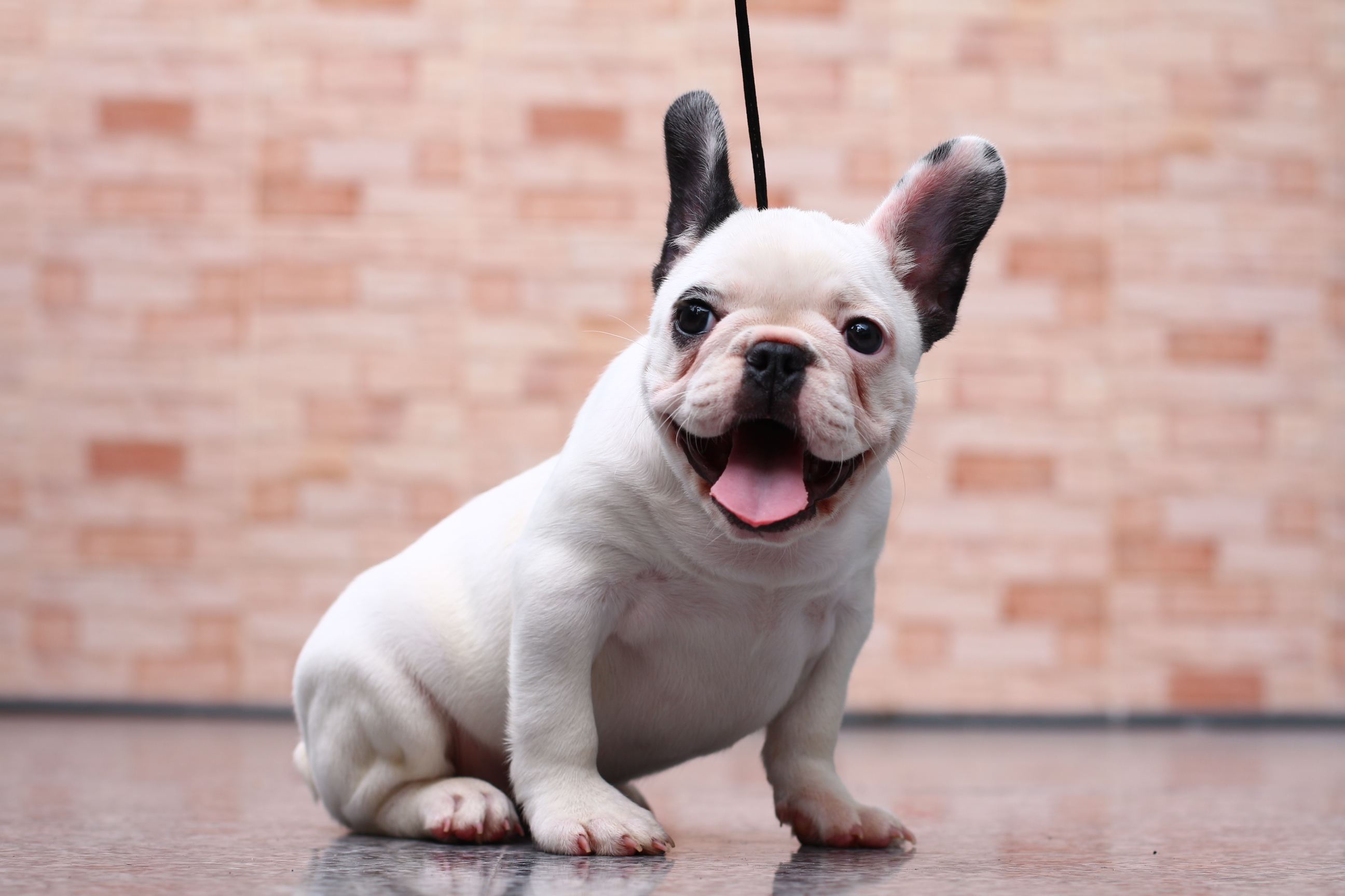 เฟรนช์บูลด็อก เพศเมีย หุ่นสวยๆ โครงสร้างเยี่ยม