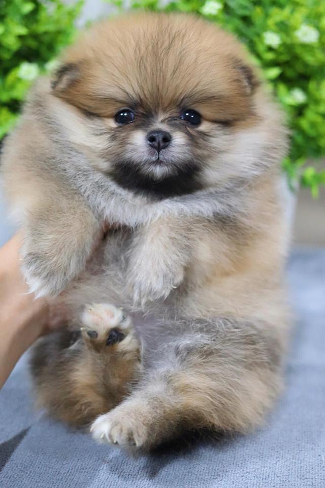 ปอมเมอเรเนียน เพศผู้