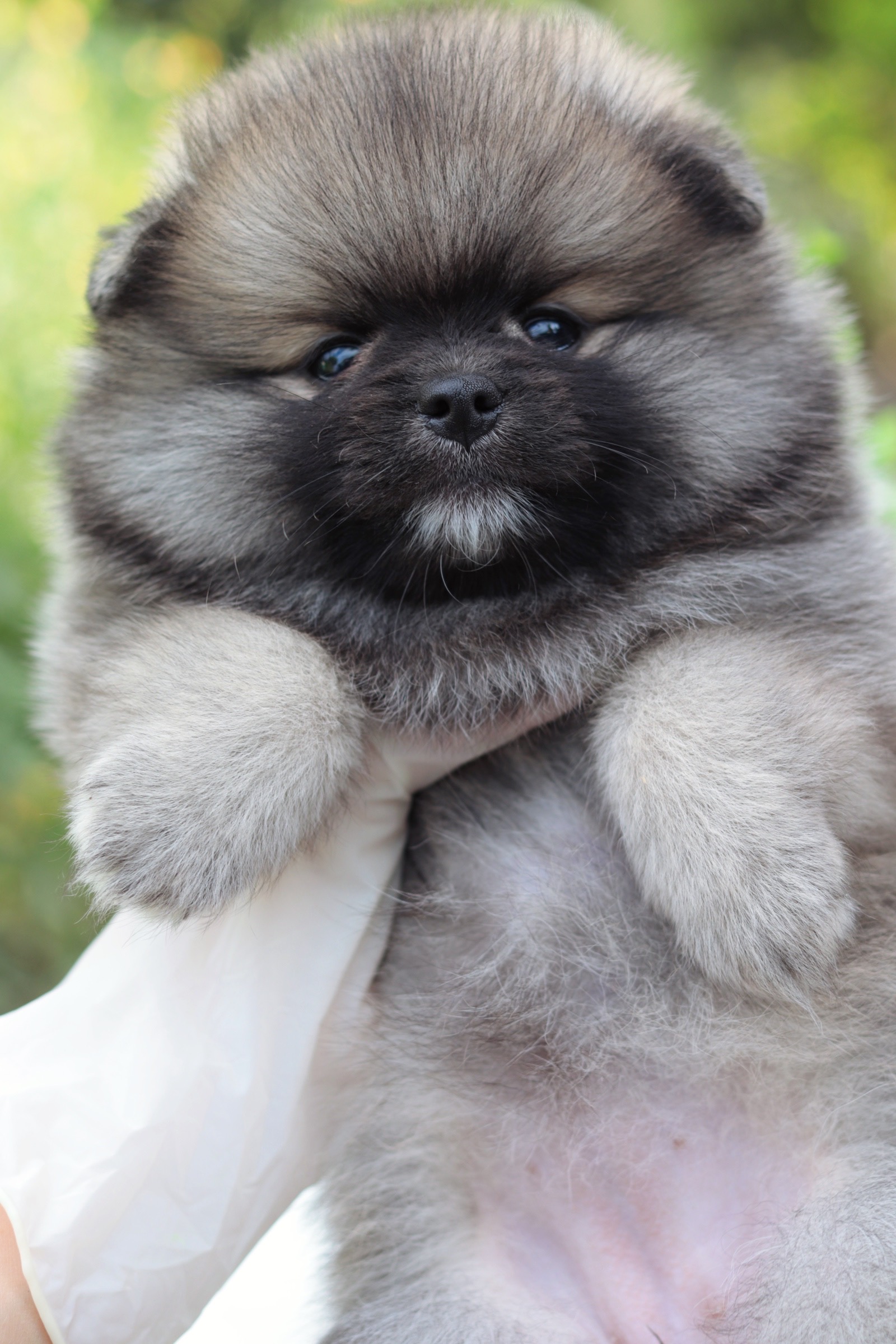 ปอมเมอเรเนียน เพศเมียสีส้ม