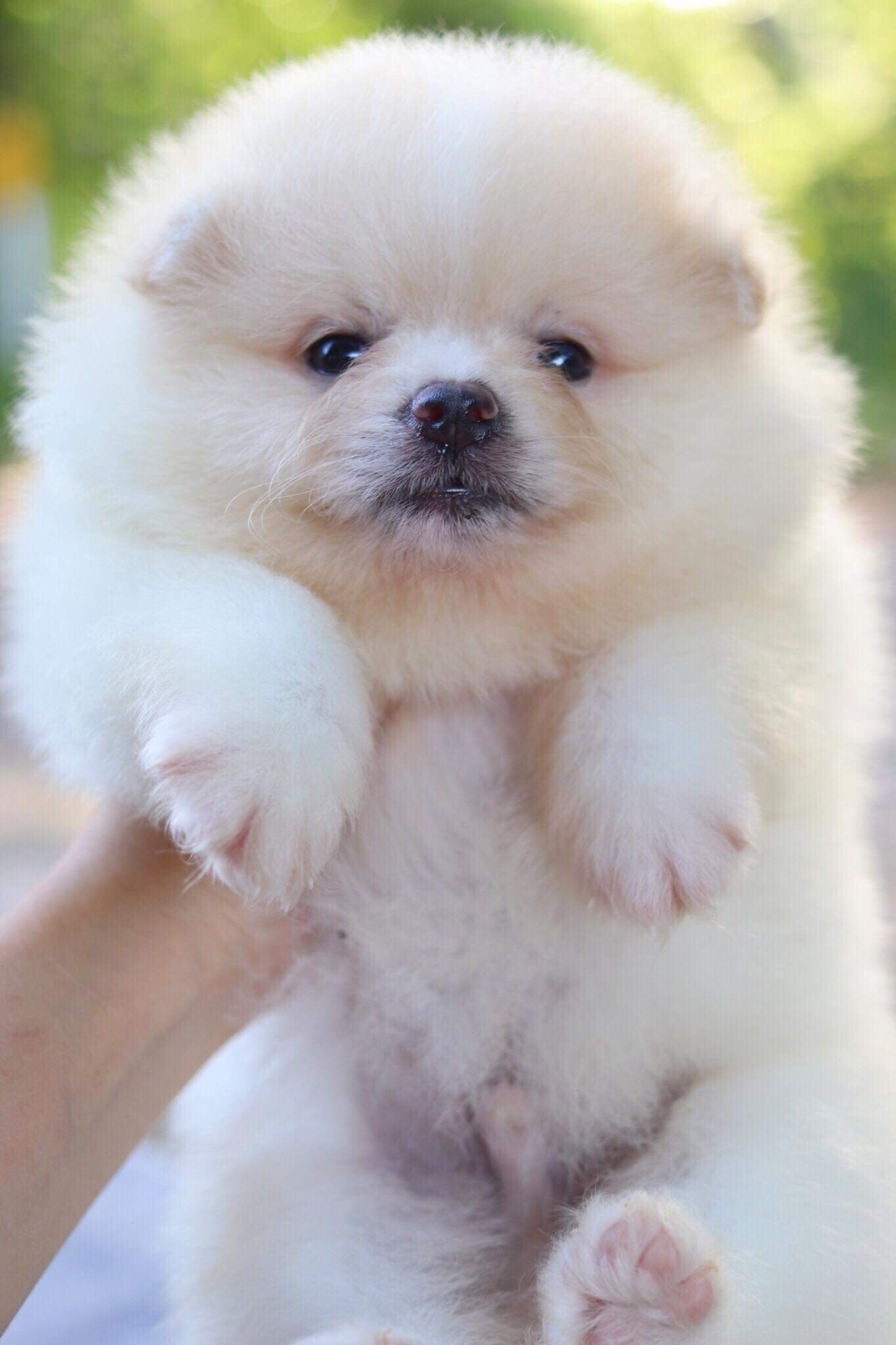 ปอมเมอเรเนียน เพศผู้