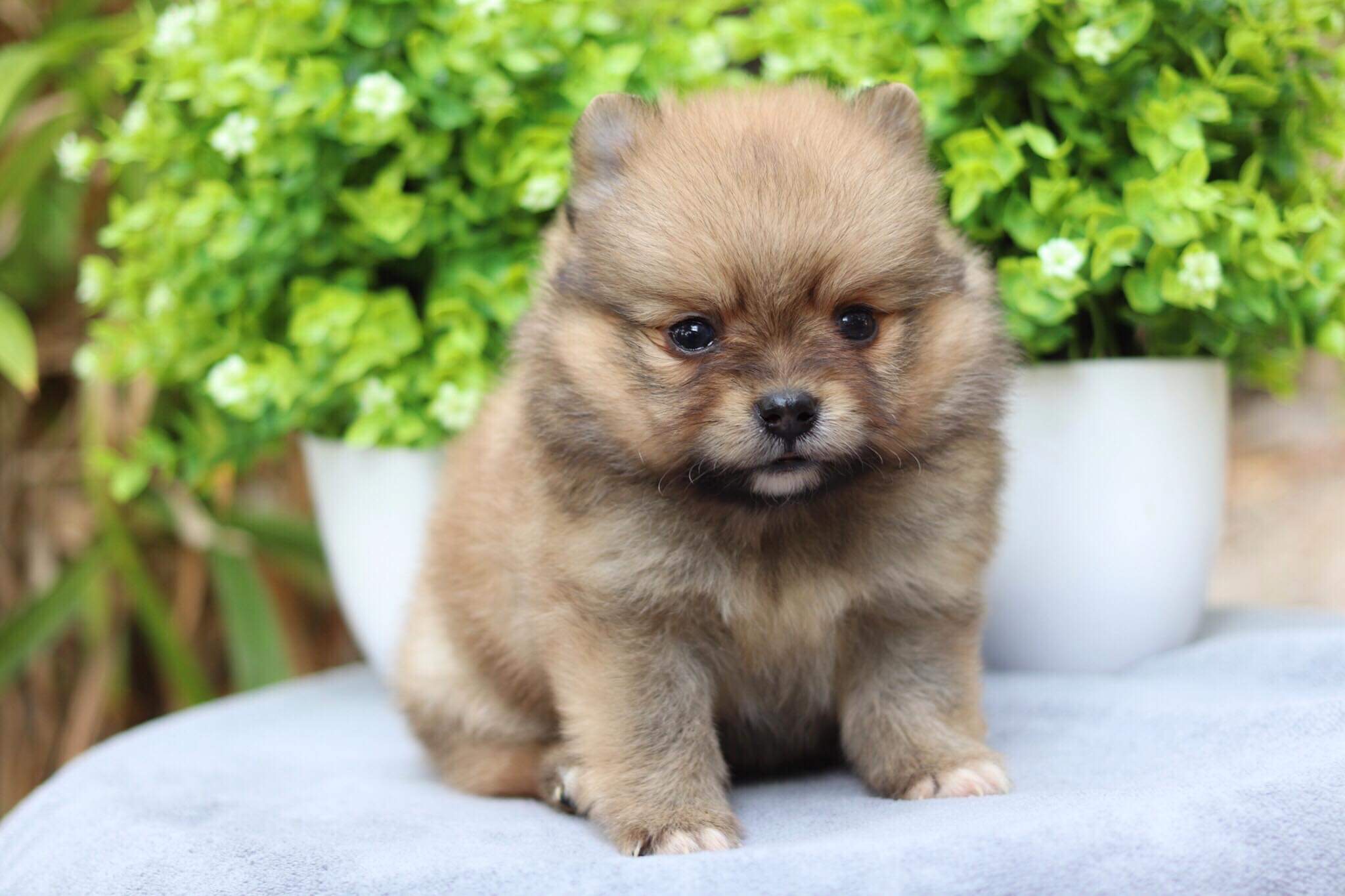 ปอมเมอเรเนียน เพศเมีย