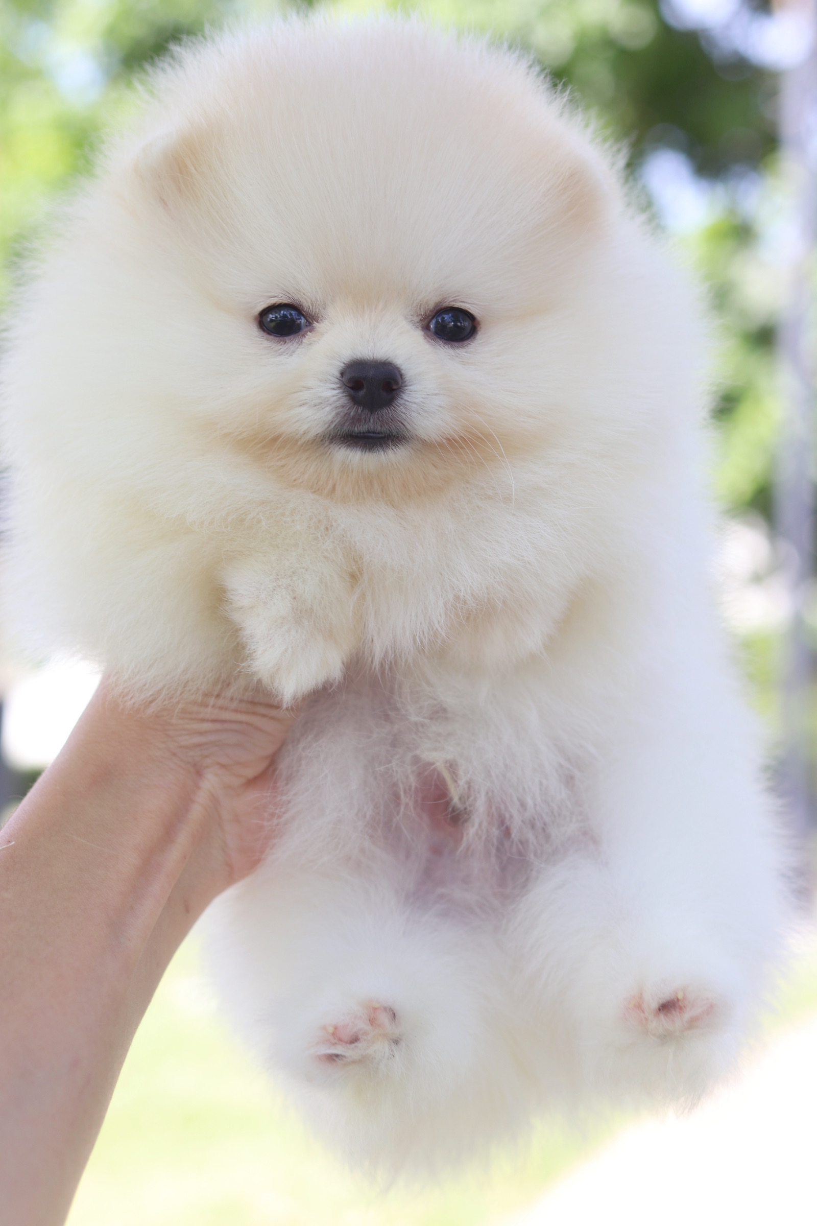 ปอมเมอเรเนียน เพศผู้สีขาวครีมเกรดโชว์