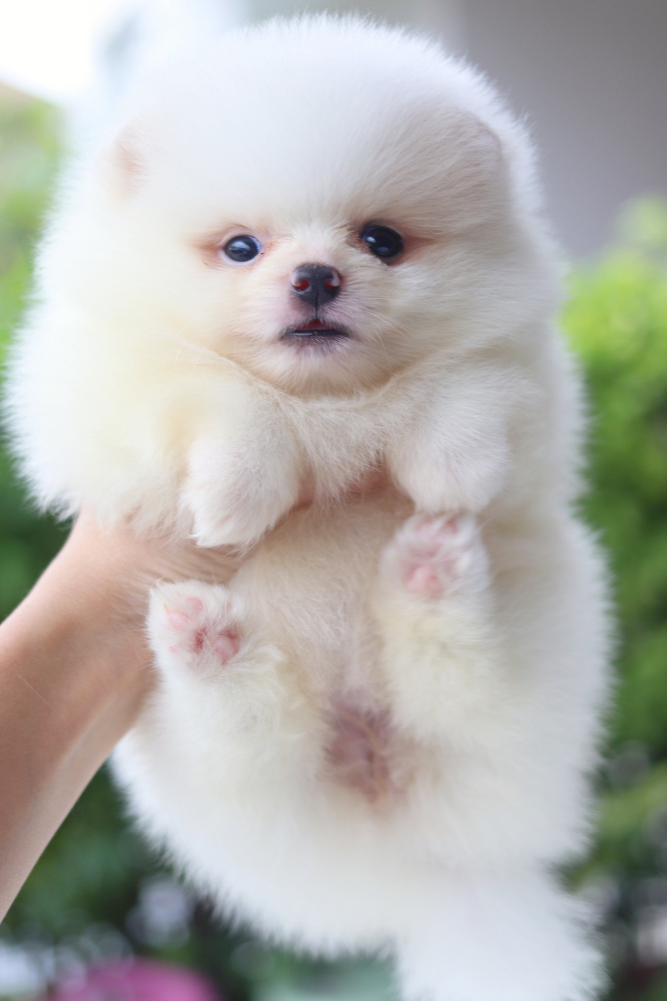 ปอมเมอเรเนียน เพศเมียสีขาวครีม