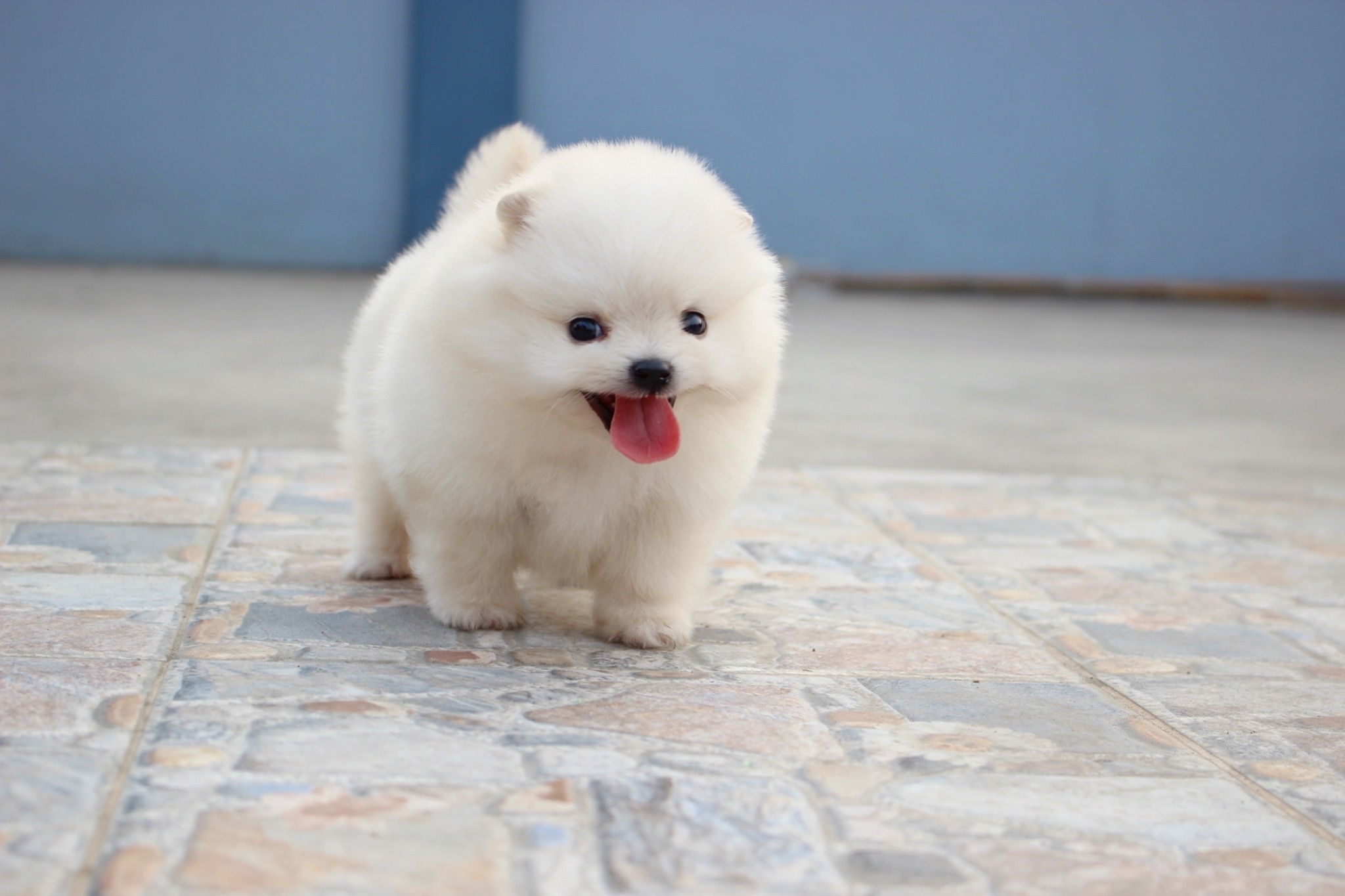 ปอมเมอเรเนียน เพศผู้ สีขาวครีม