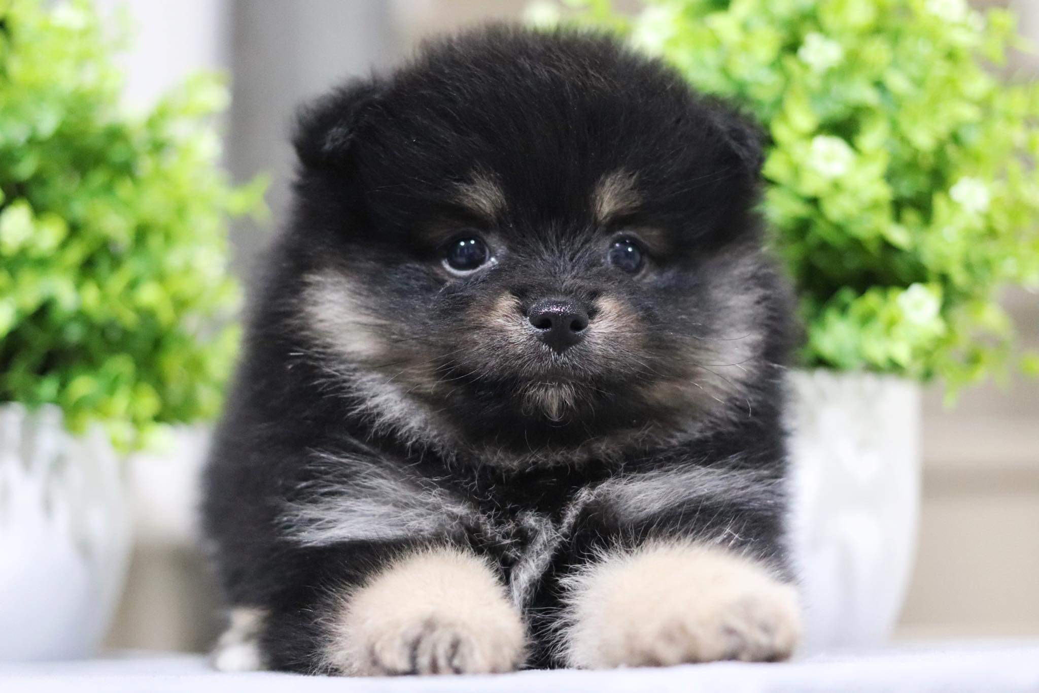 ปอมเมอเรเนียน เพศเมีย