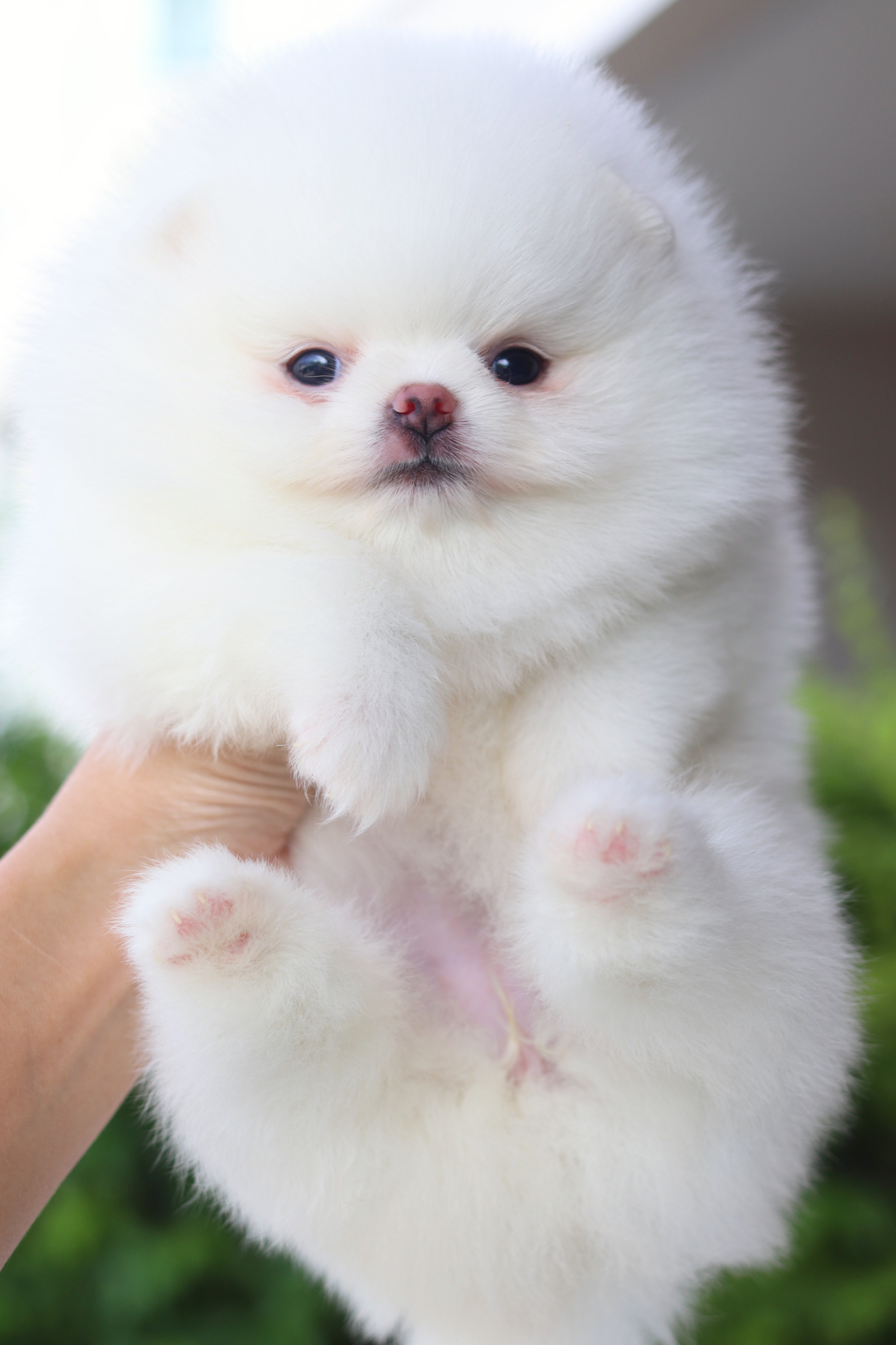 ปอมเมอเรเนียน เพศเมียสีขาวสำลี เกรดโชว์