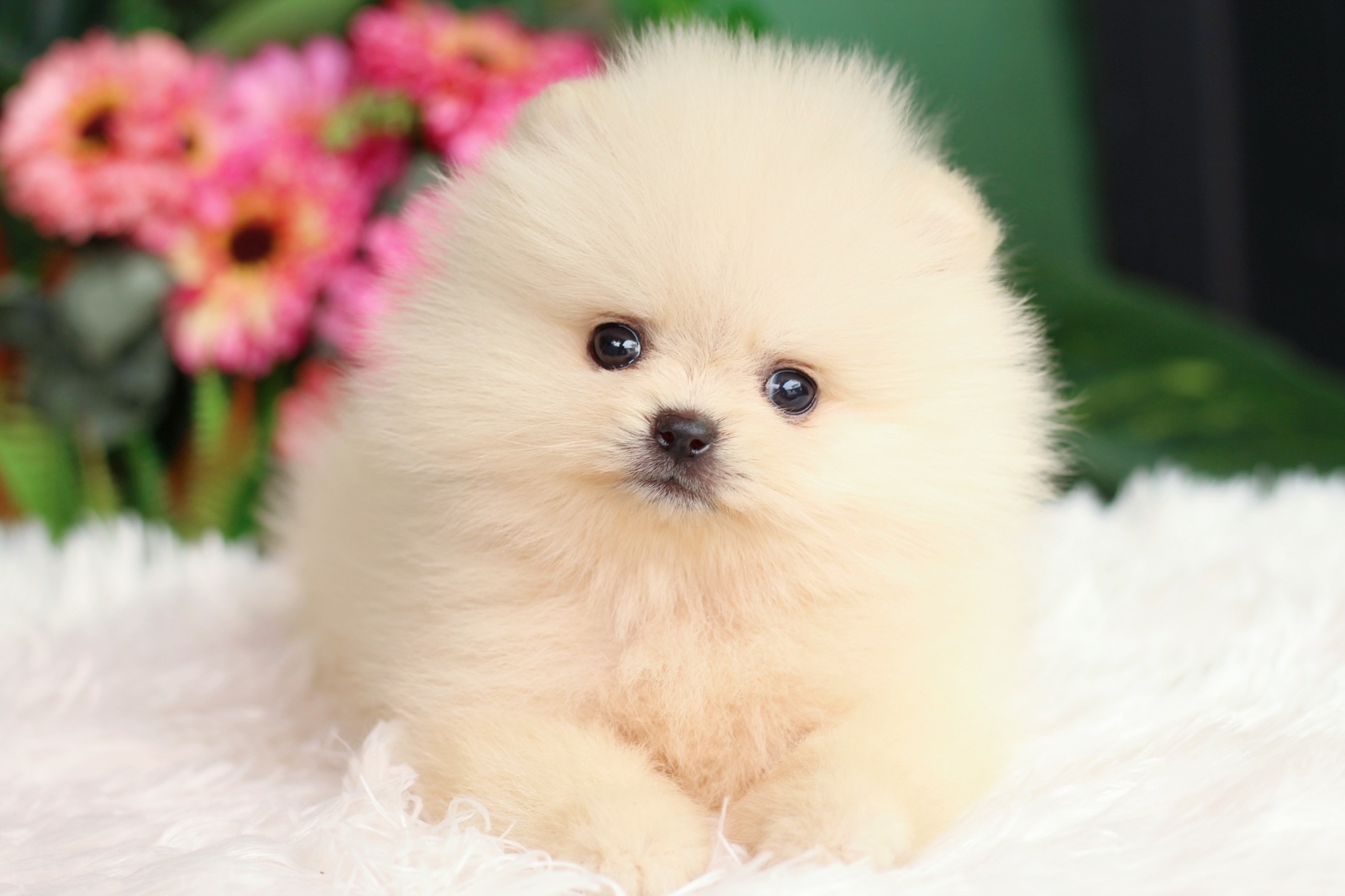 ปอมเมอเรเนียน เพศผู้ สีครีม