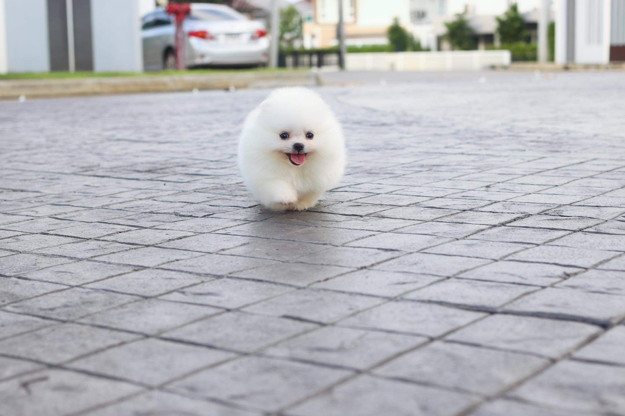 ปอมเมอเรเนียน เพศเมีย เกรดโชว์ สีขาวครีม