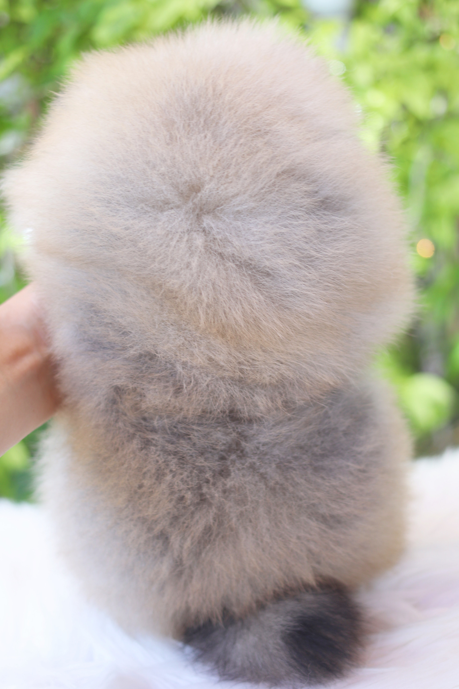 ปอมเมอเรเนียน เพศผู้สีส้ม