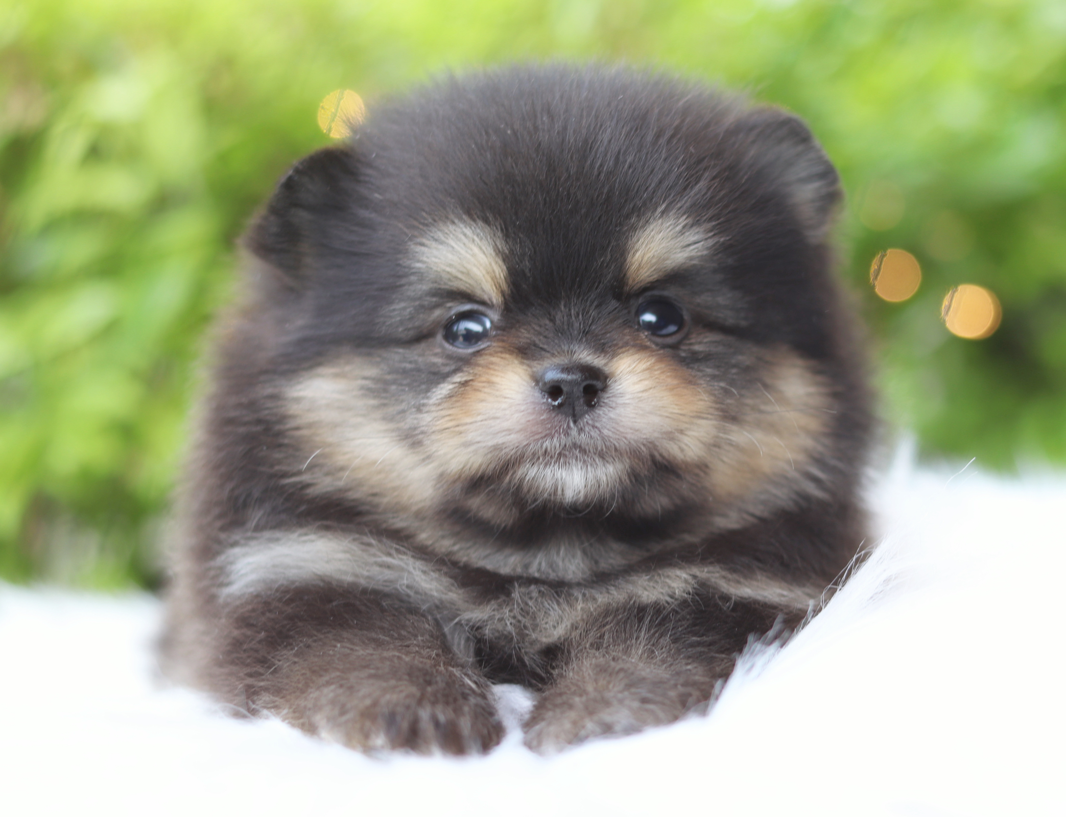 ปอมเมอเรเนียน เพศผู้สีแบล็คแทน