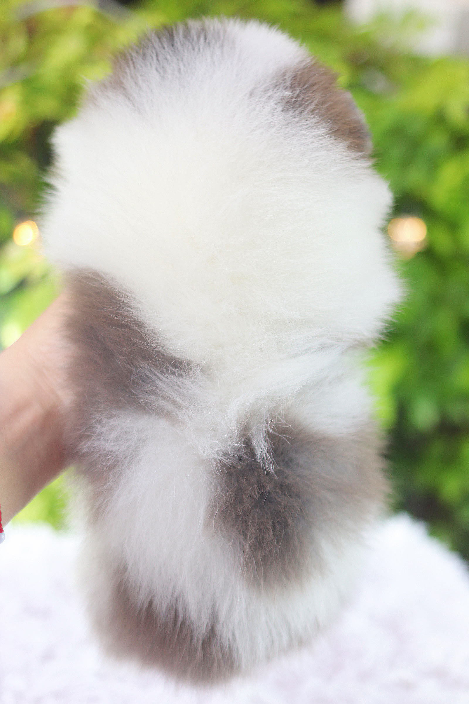 ปอมเมอเรเนียน เพศผู้สีแฟนซี