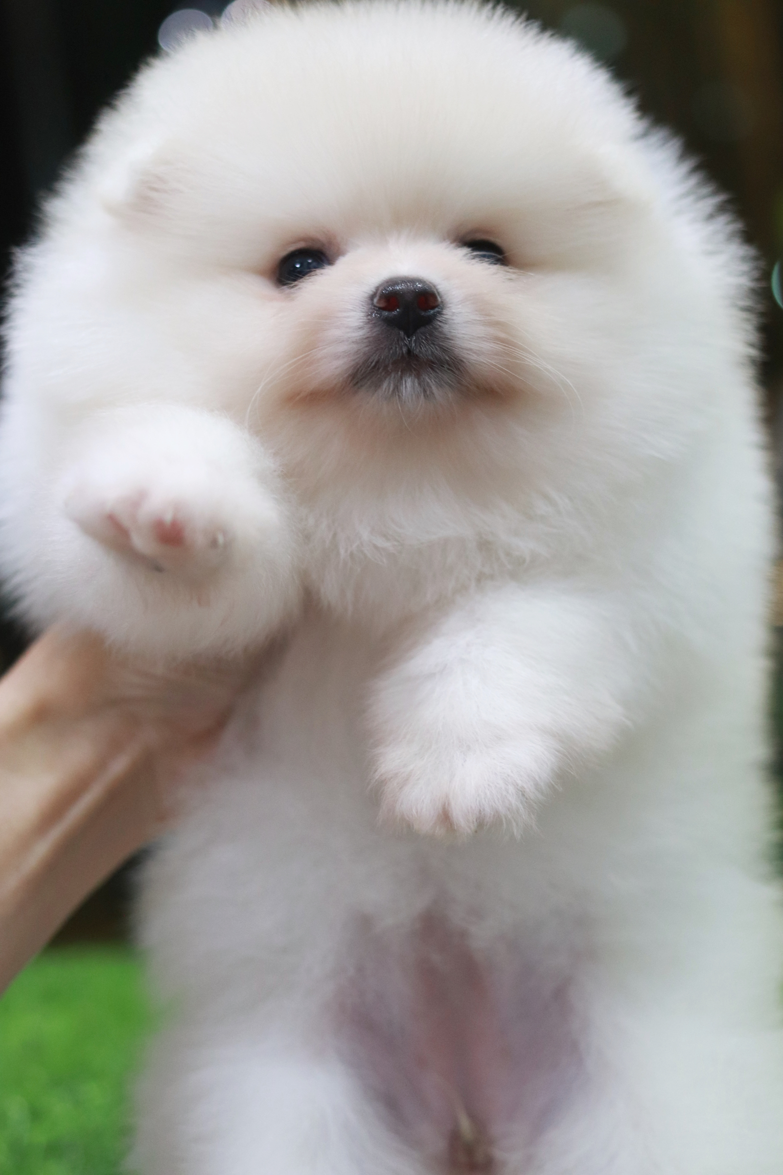 ปอมเมอเรเนียน เพศเมีย สีขาวครีม ขนแน่นขาใหญ่