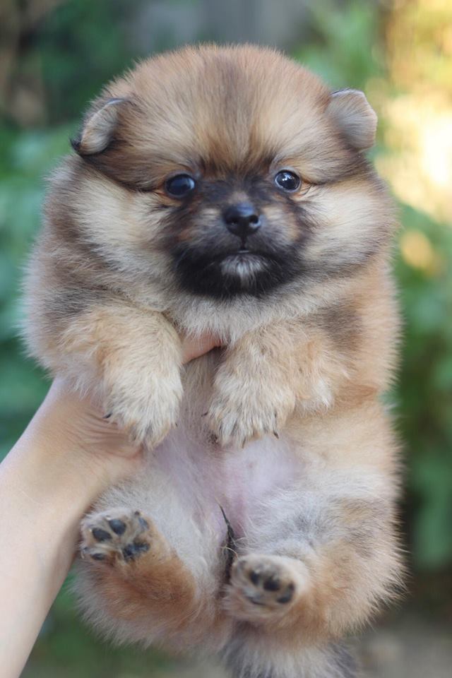 ปอมเมอเรเนียน เพศเมีย