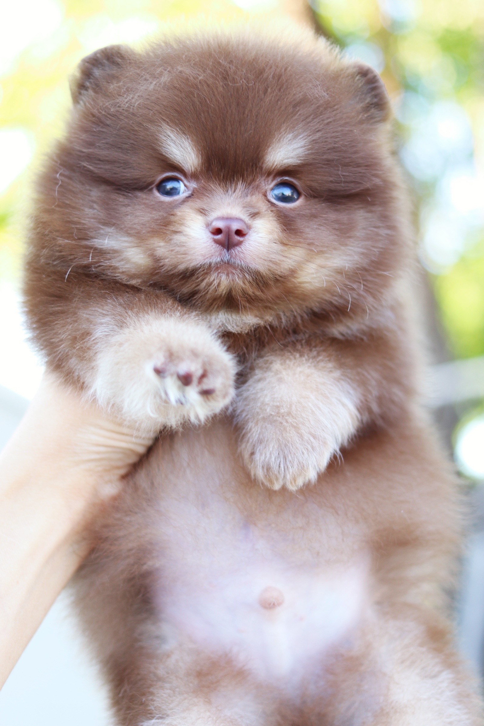 ปอมเมอเรเนียน เพศผู้สีช็อคแทน