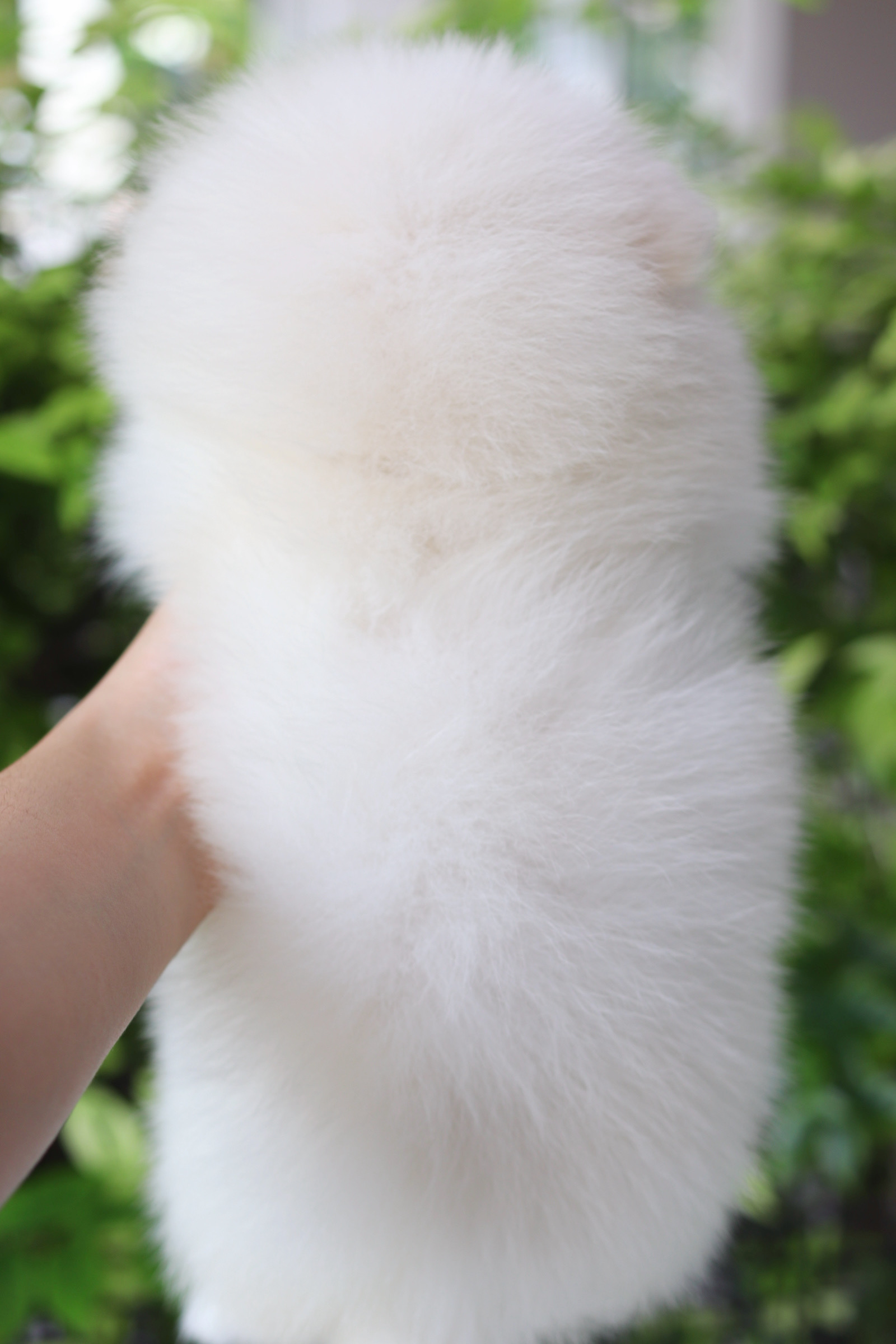 ปอมเมอเรเนียน เพศผู้สีขาวครีม