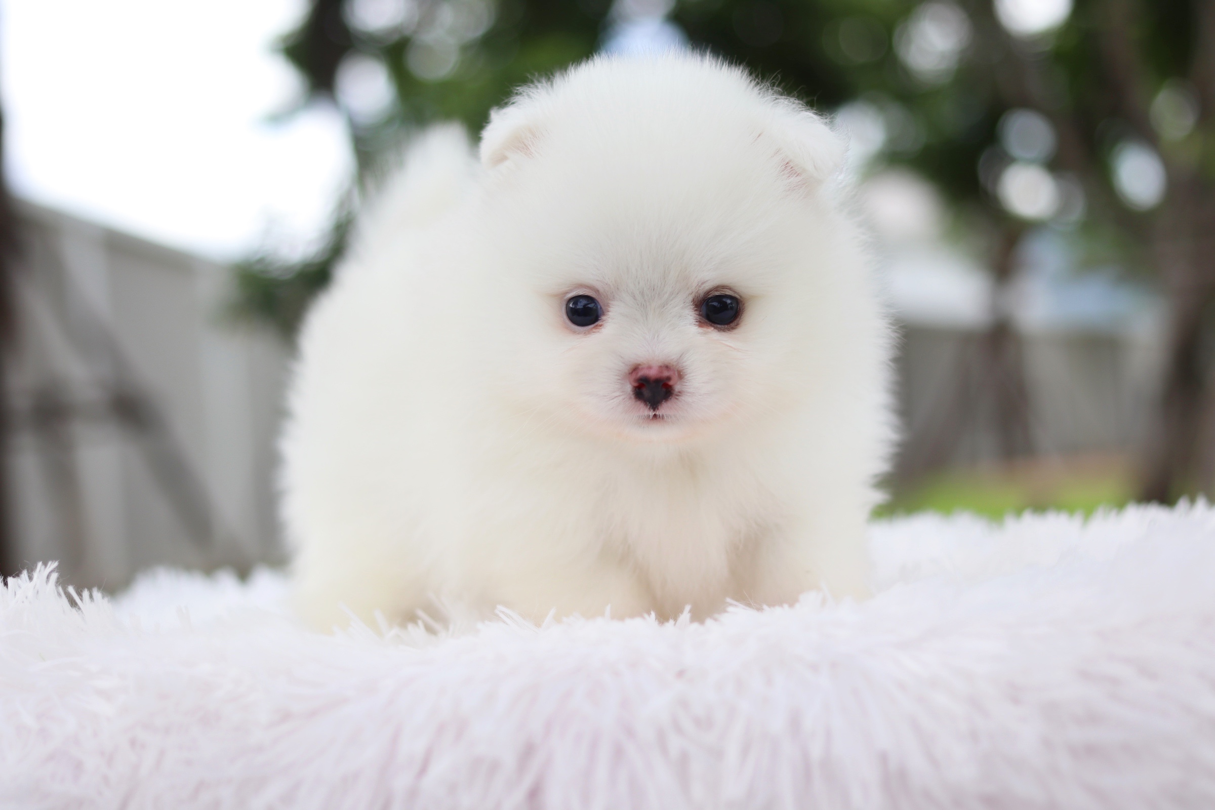 ปอมเมอเรเนียน เพศผู้ สีขาวครีม