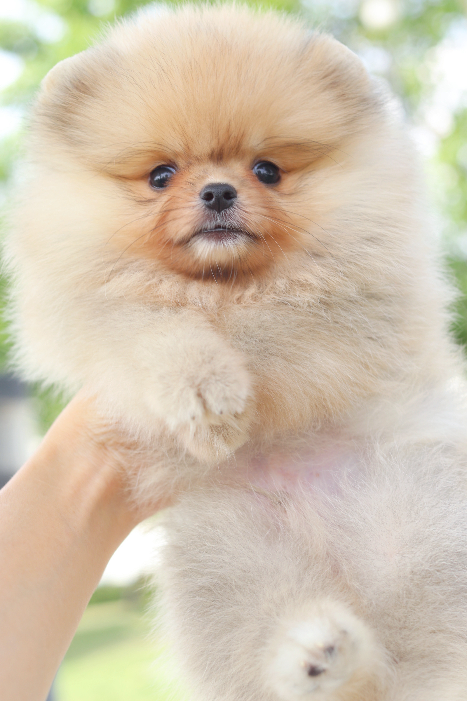 ปอมเมอเรเนียน เพศผู้สีส้ม