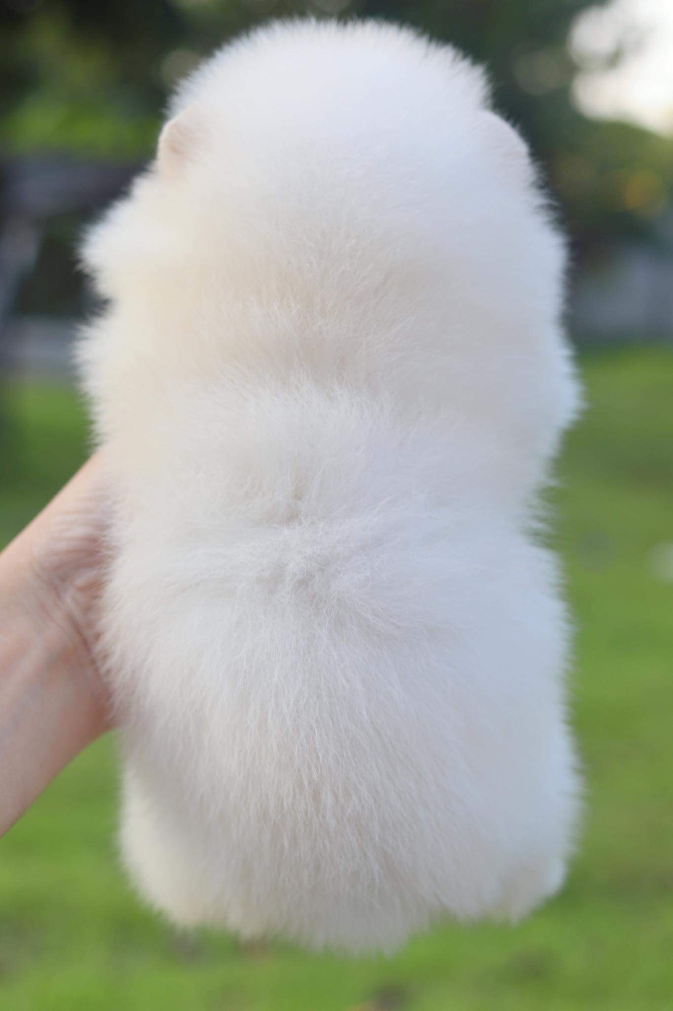 ปอมเมอเรเนียน เพศผู้ ขาวครีมไซด์เล็ก เกรดโชว์