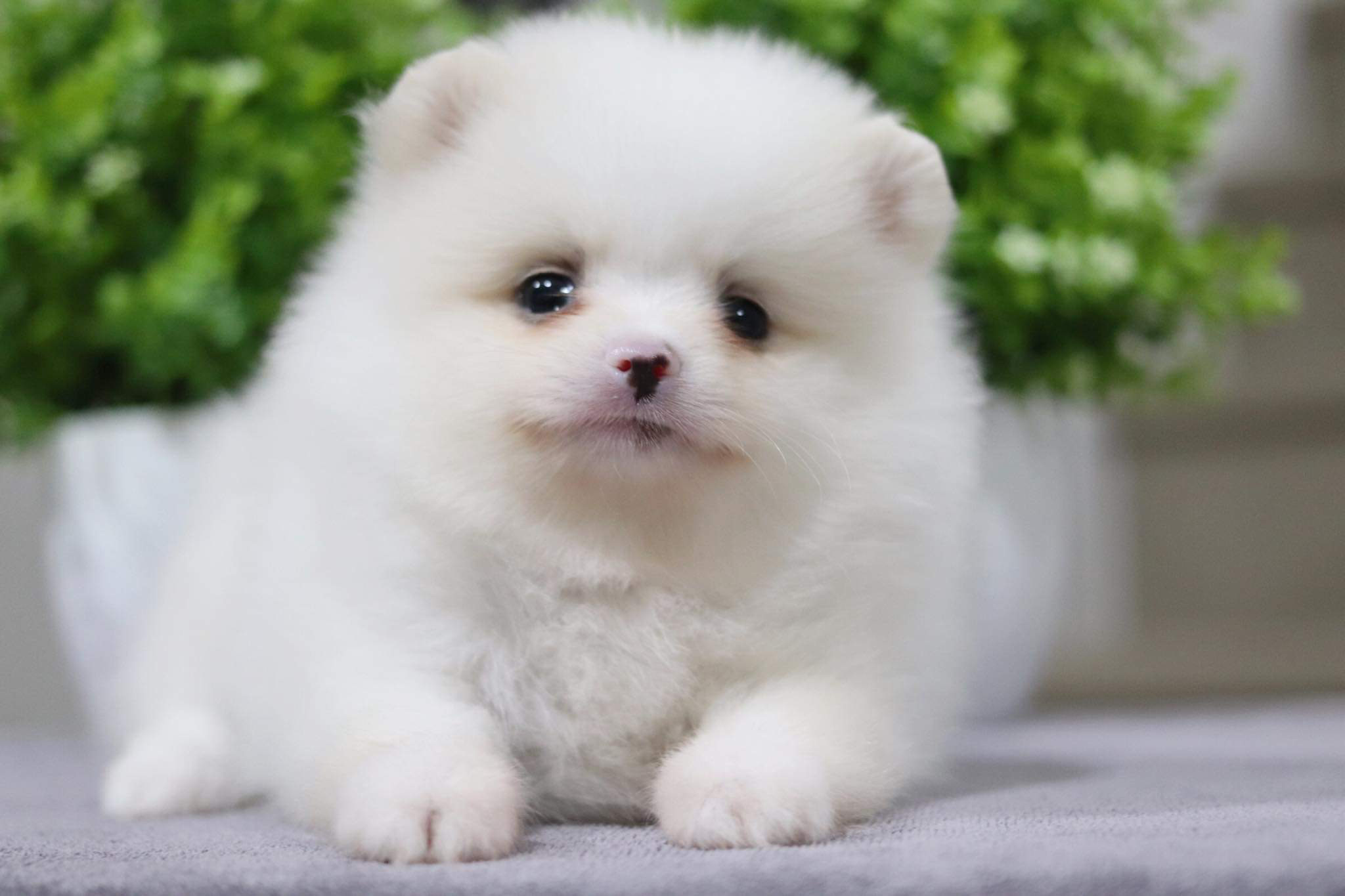 ปอมเมอเรเนียน เพศเมีย