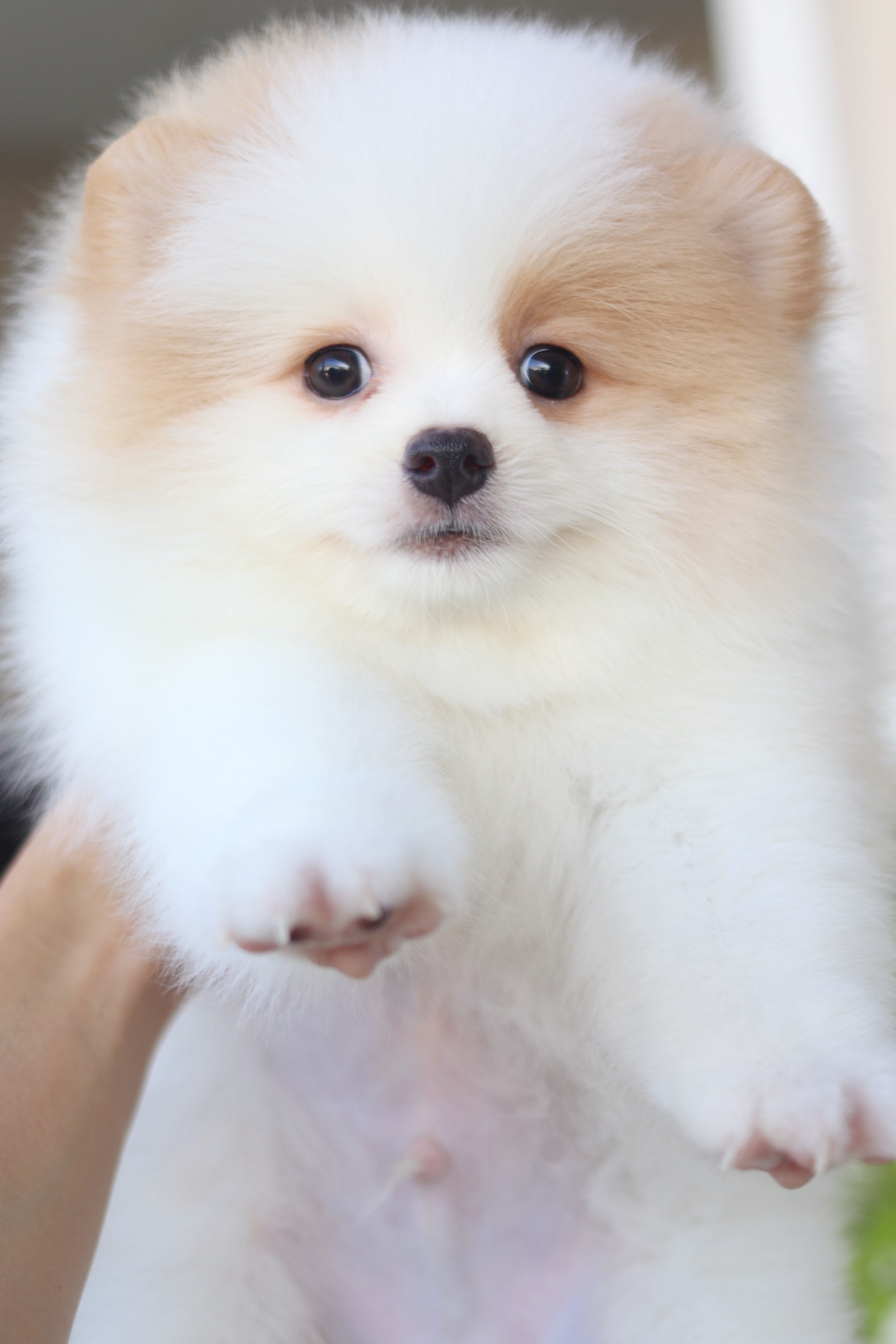 ปอมเมอเรเนียน เพศผู้ สีแฟนซี