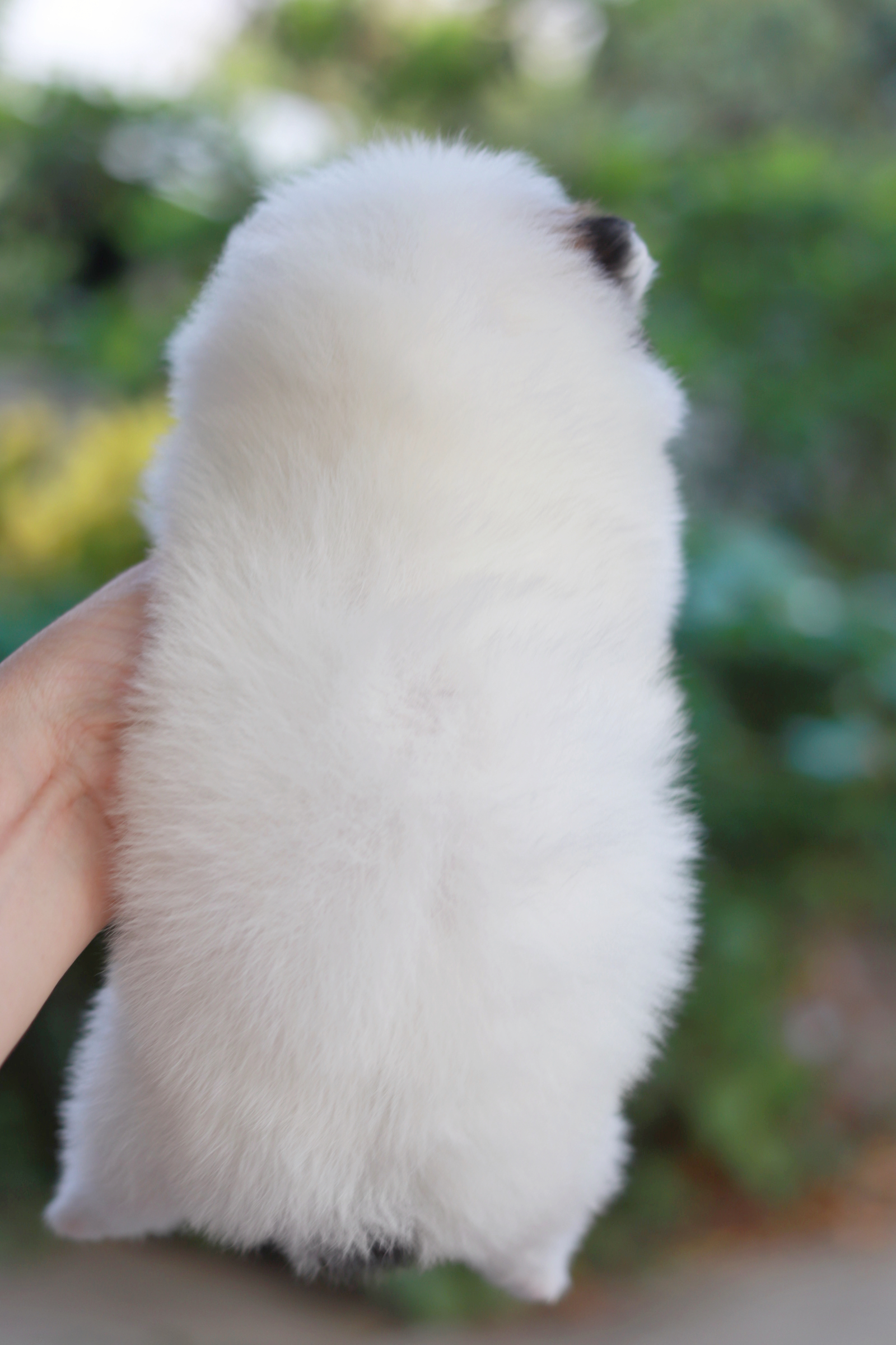 ปอมเมอเรเนียน เพศแฟนซีเมีย