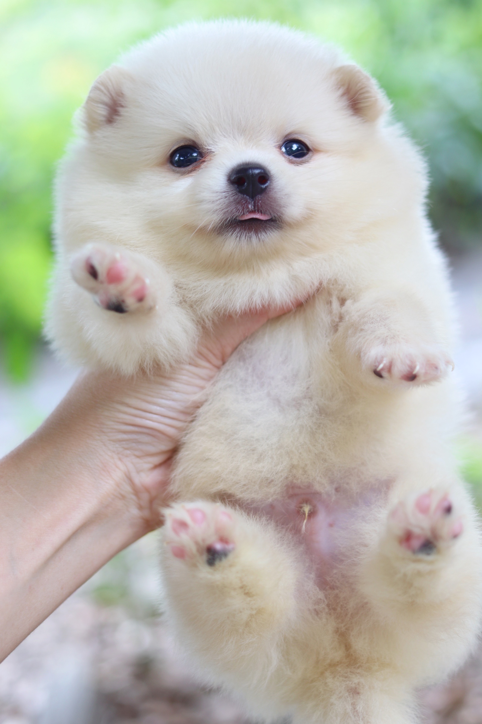 ปอมเมอเรเนียน เพศผู้สีครีม