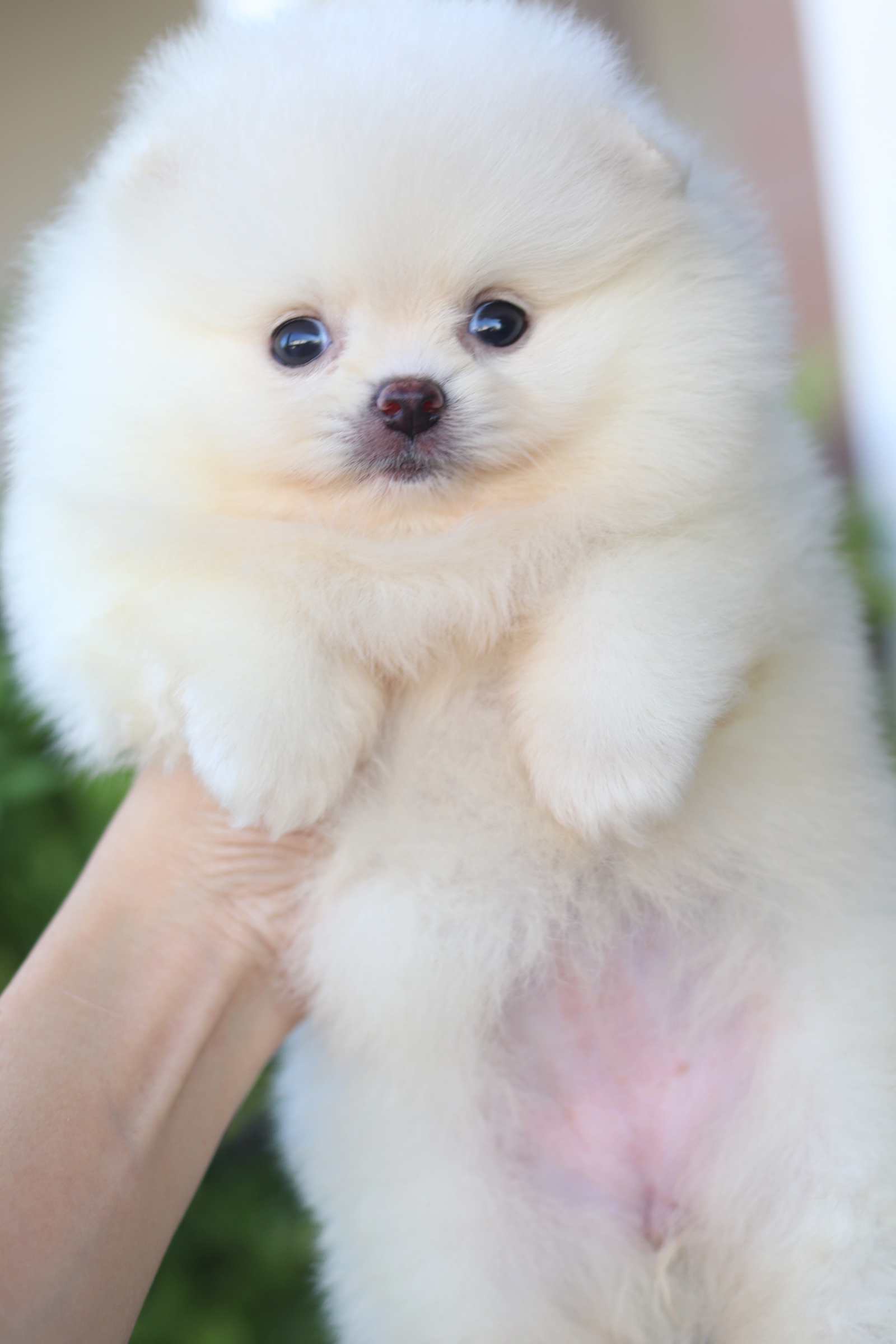 ปอมเมอเรเนียน เพศเมียสีขาวครีม