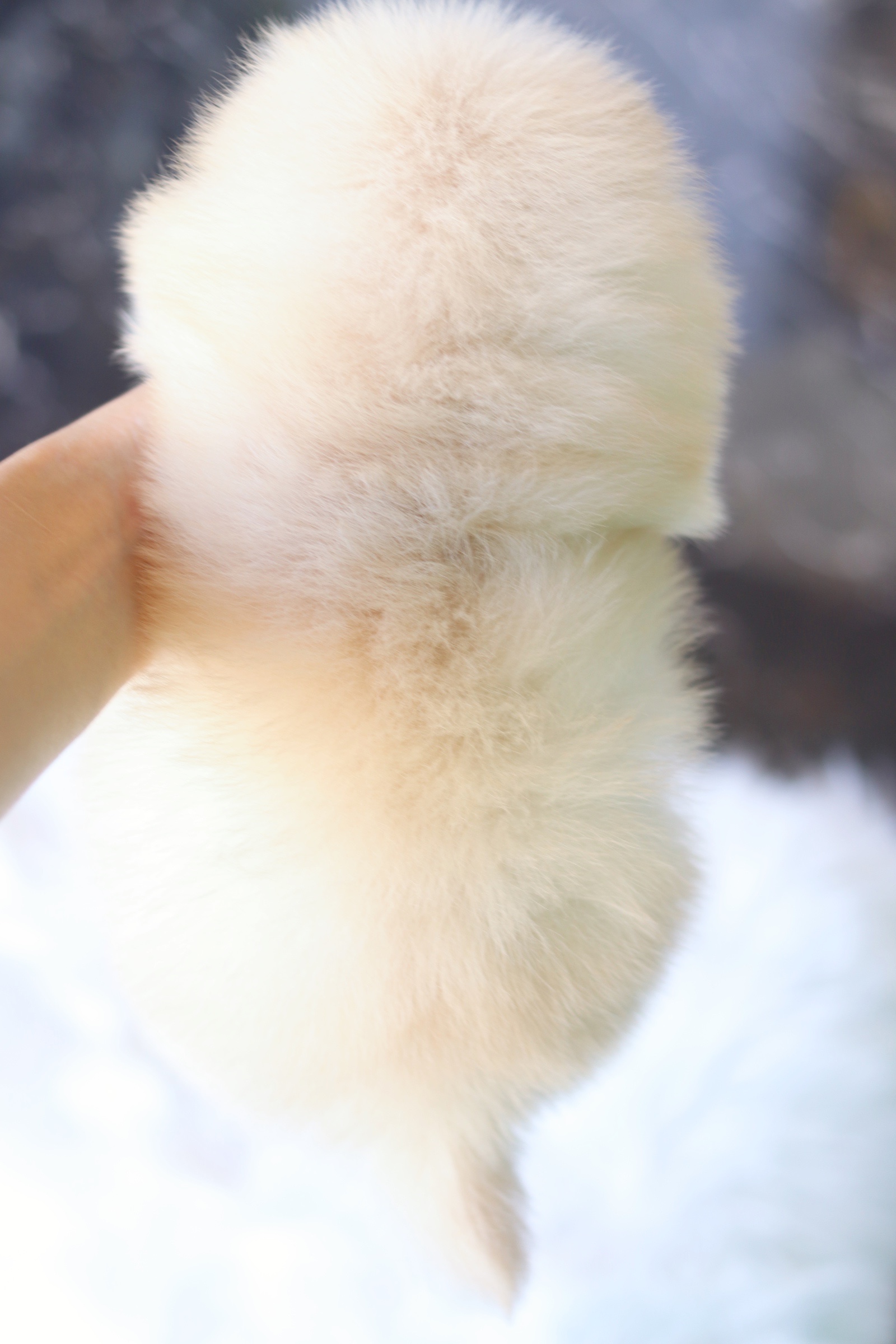 ปอมเมอเรเนียน เพศเมียสีครีม