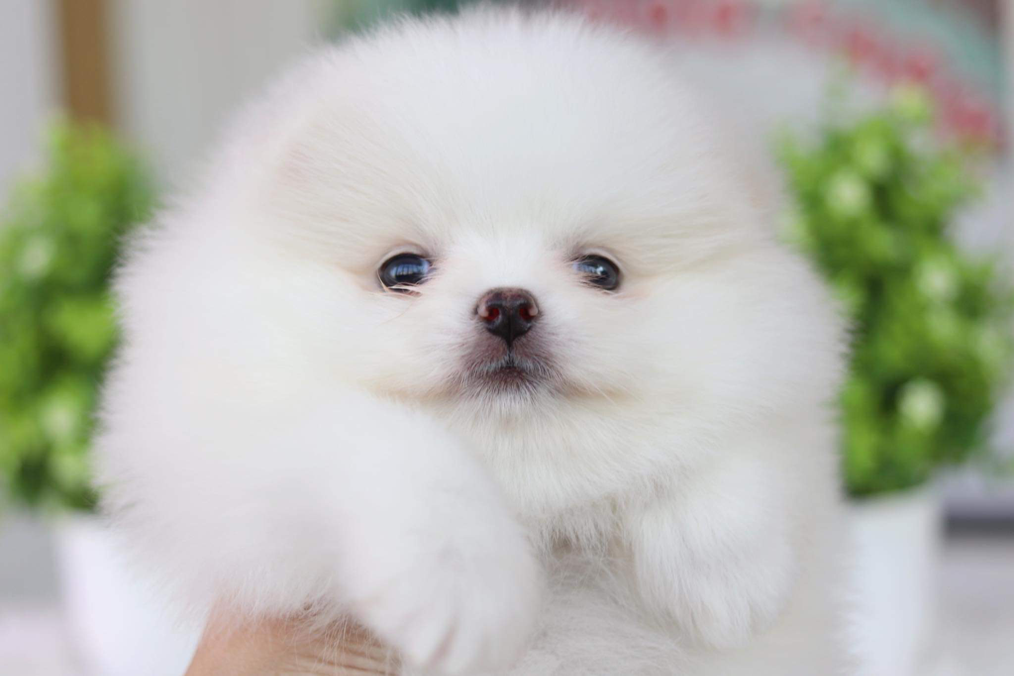 ปอมเมอเรเนียน เพศเมีย