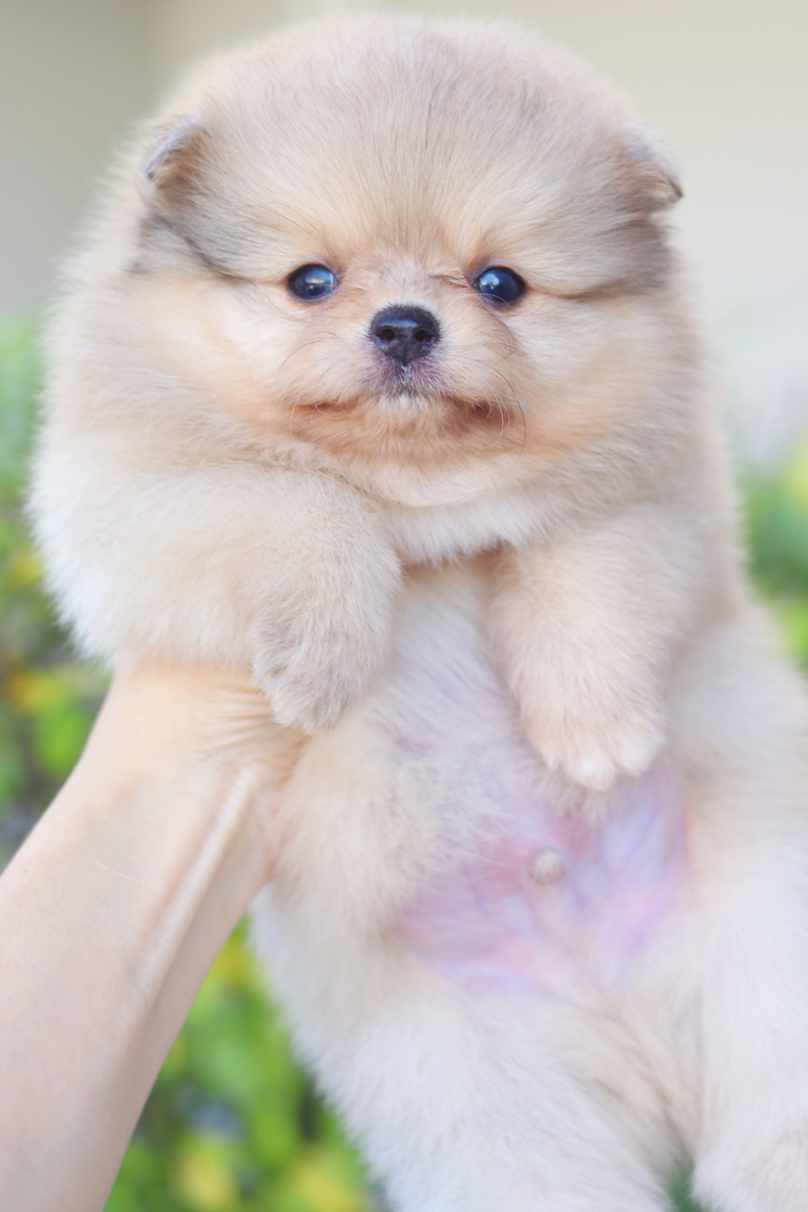 ปอมเมอเรเนียน เพศผู้ สีส้ม