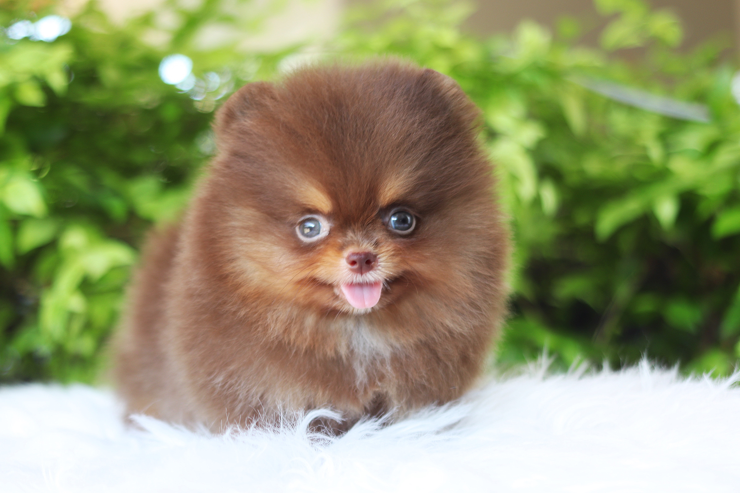 ปอมเมอเรเนียน เพศผู้สีช็อคแทนเกรดโชว์