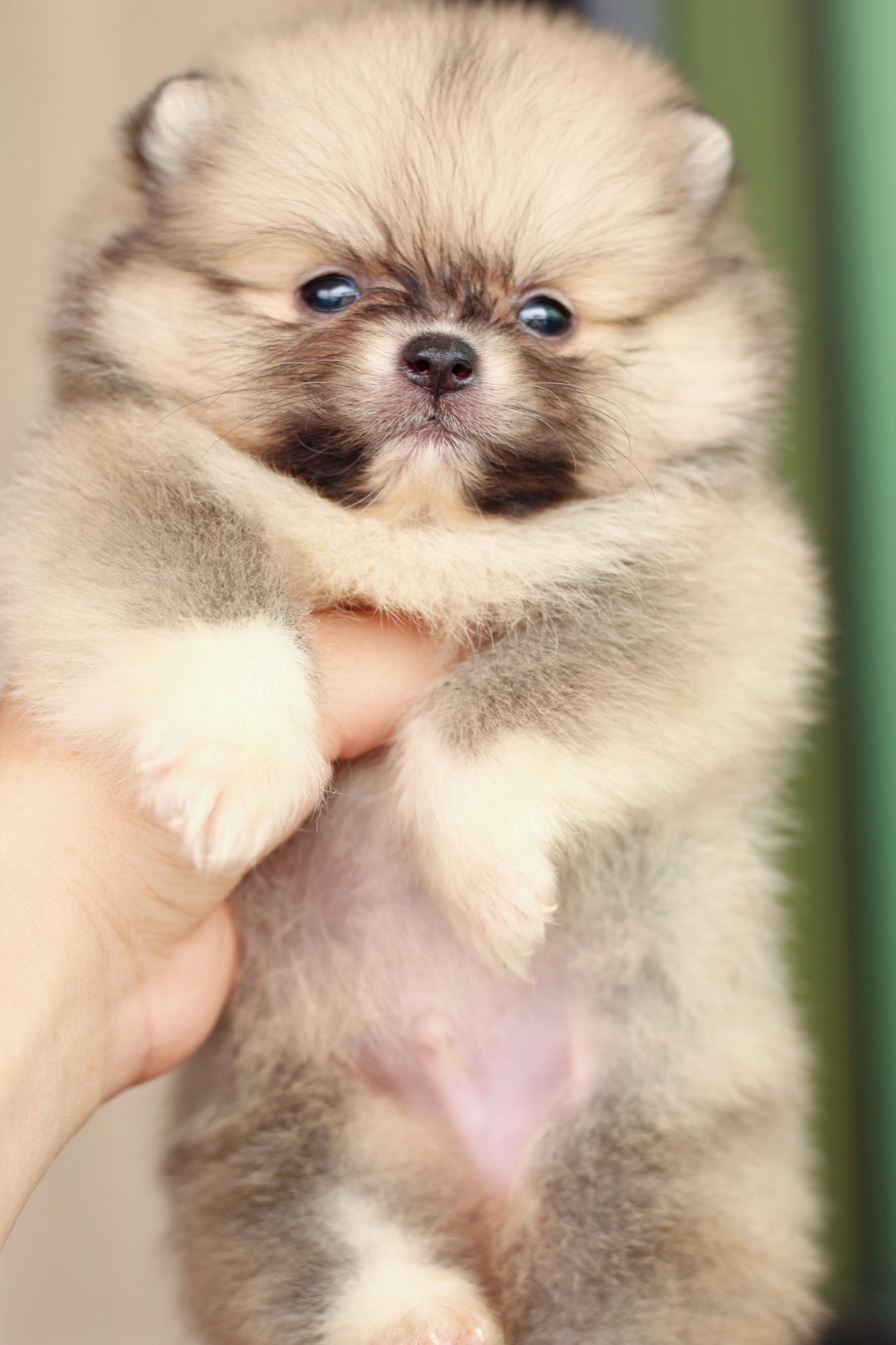 ปอมเมอเรเนียน เพศผู้ สีส้ม