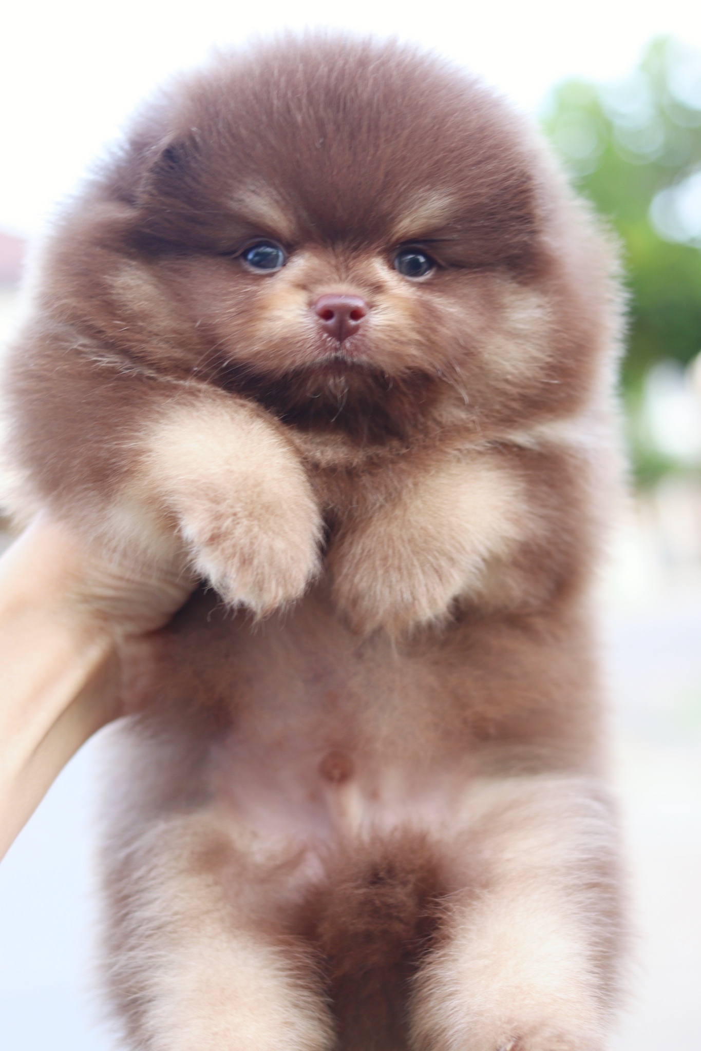 ปอมเมอเรเนียน เพศผู้สีช็อคแทน