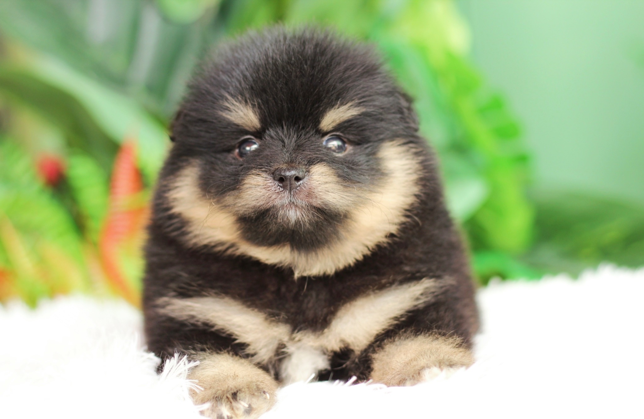 ปอมเมอเรเนียน เพศผู้ แบล็คแทน