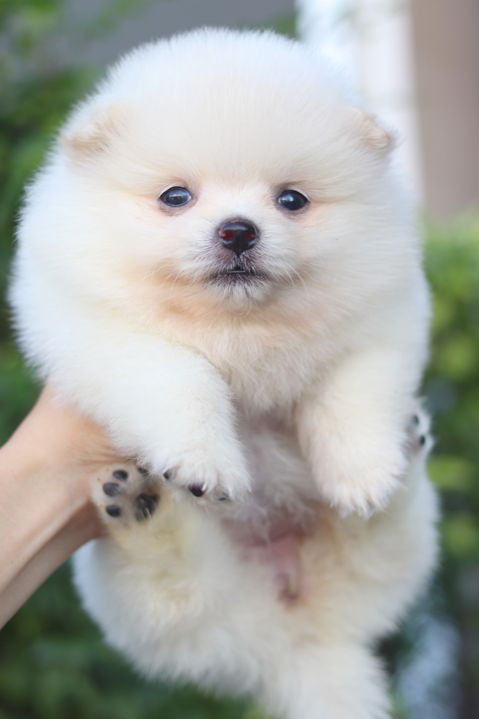 ปอมเมอเรเนียน เพศเมียสีขาวครีม