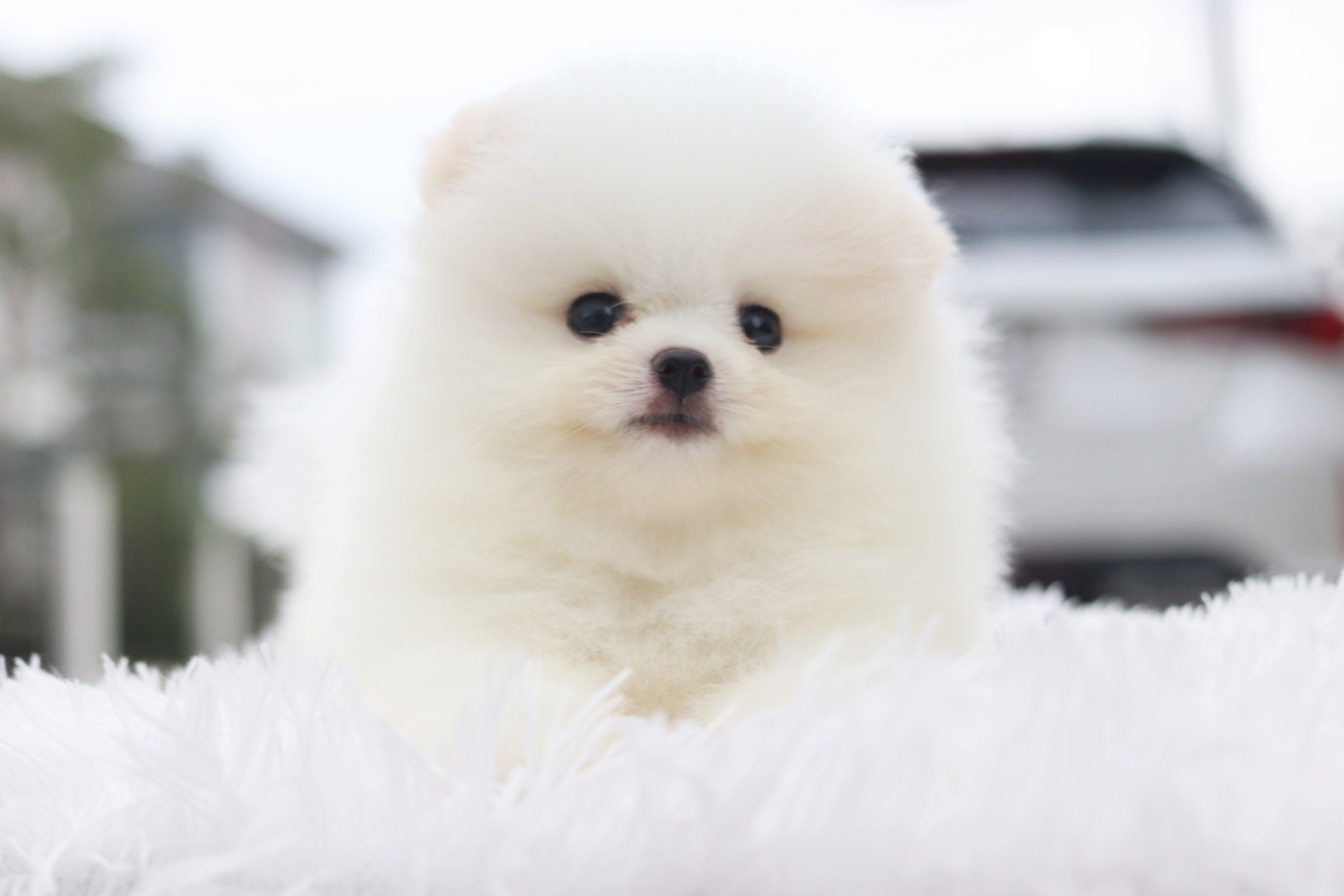 ปอมเมอเรเนียน เพศผู้ ขาวครีม