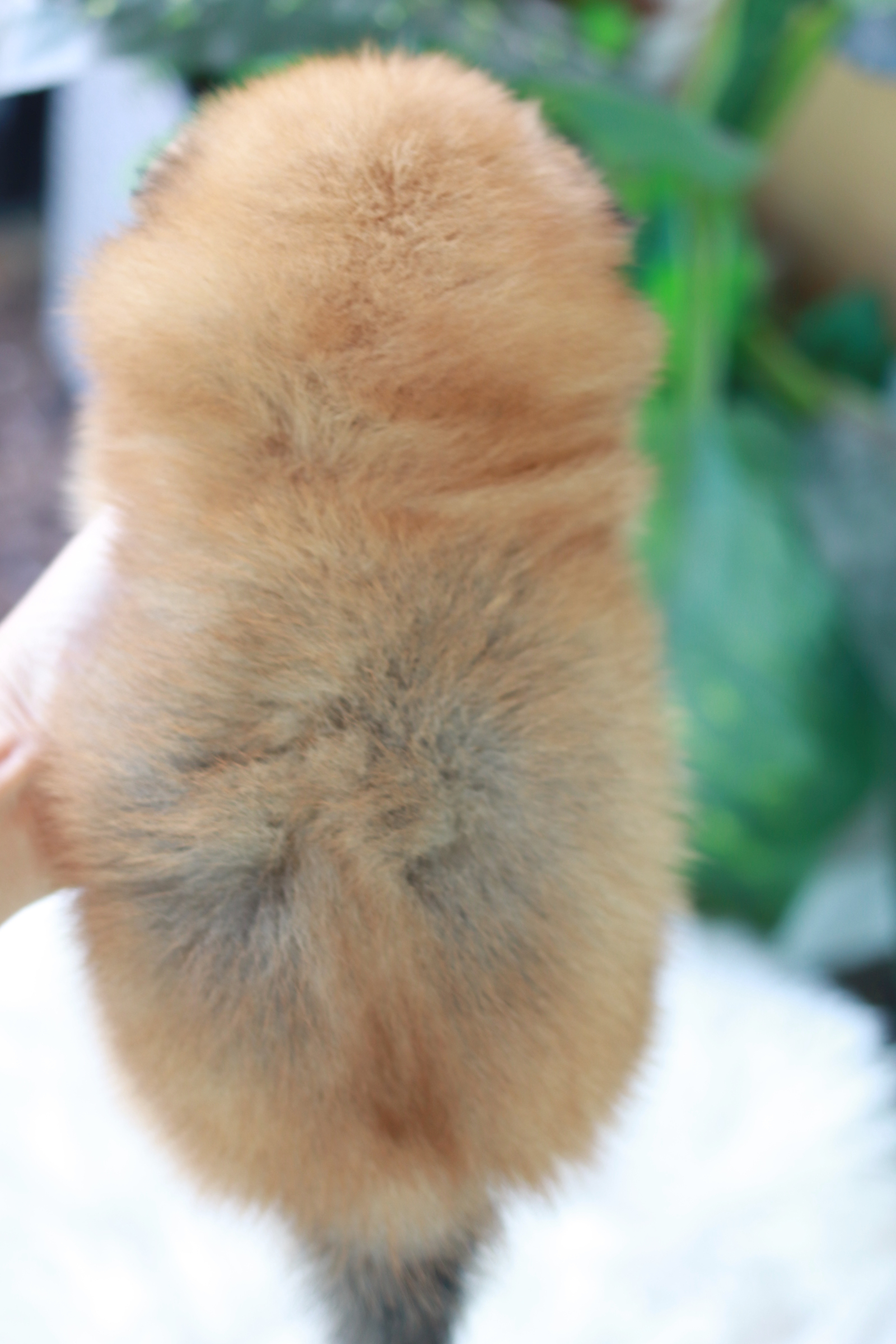 ปอมเมอเรเนียน เพศเมีย สีส้ม ไซส์เล็ก