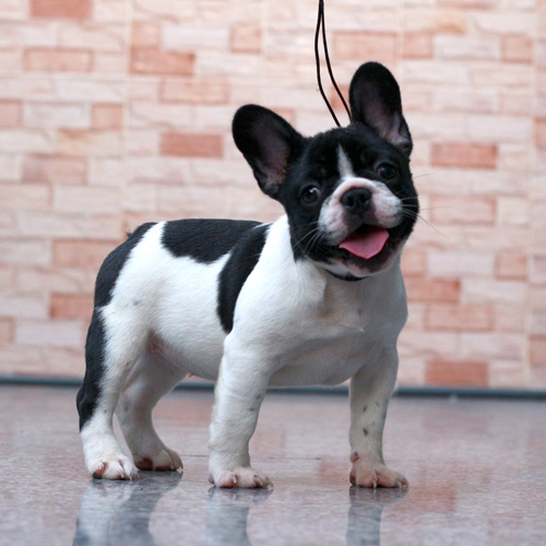 สาวน้อย ลายวัว ยิ้มเก่ง หน้าตามีความสุข