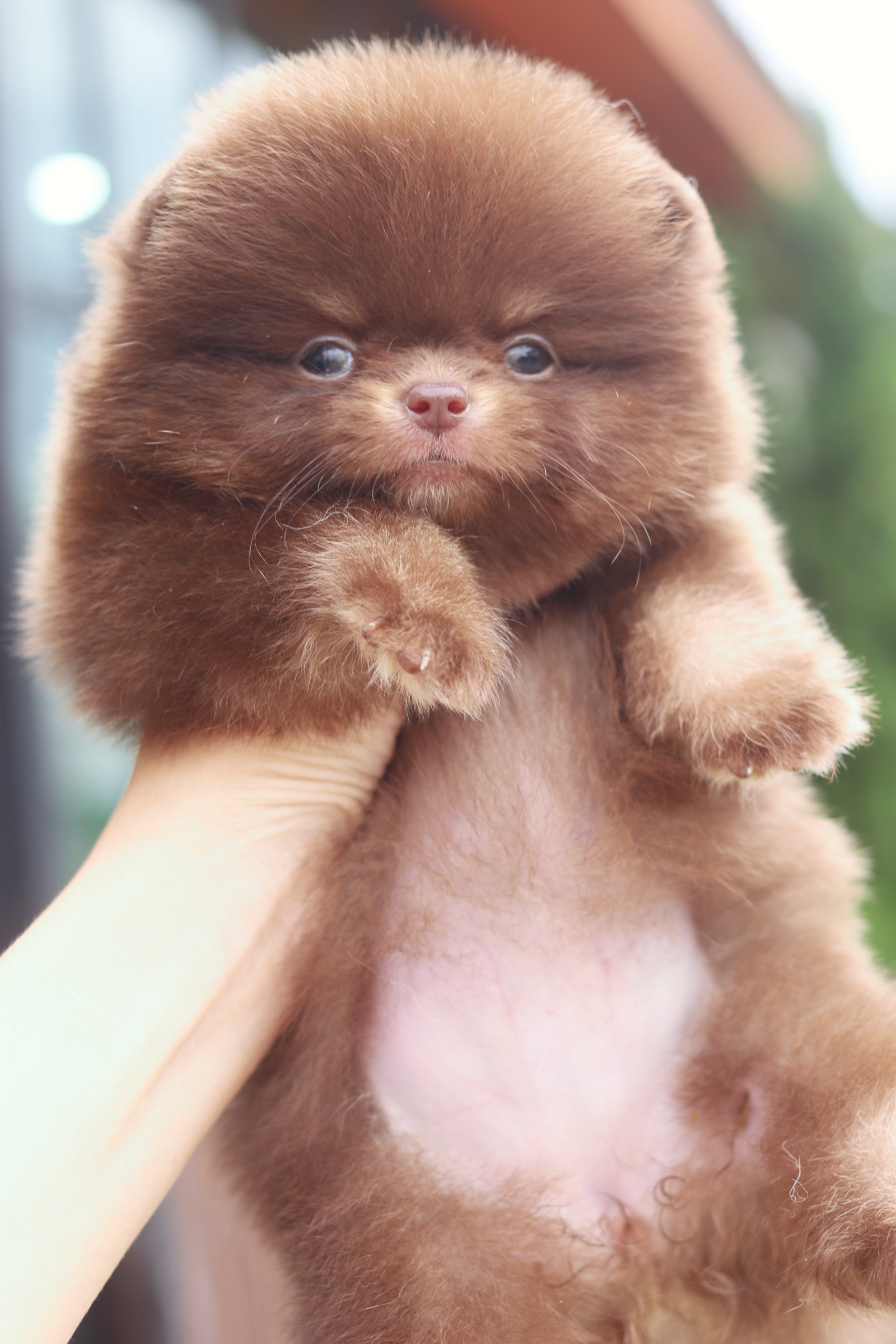 ปอมเมอเรเนียน เพศเมียสีช็อคแทน