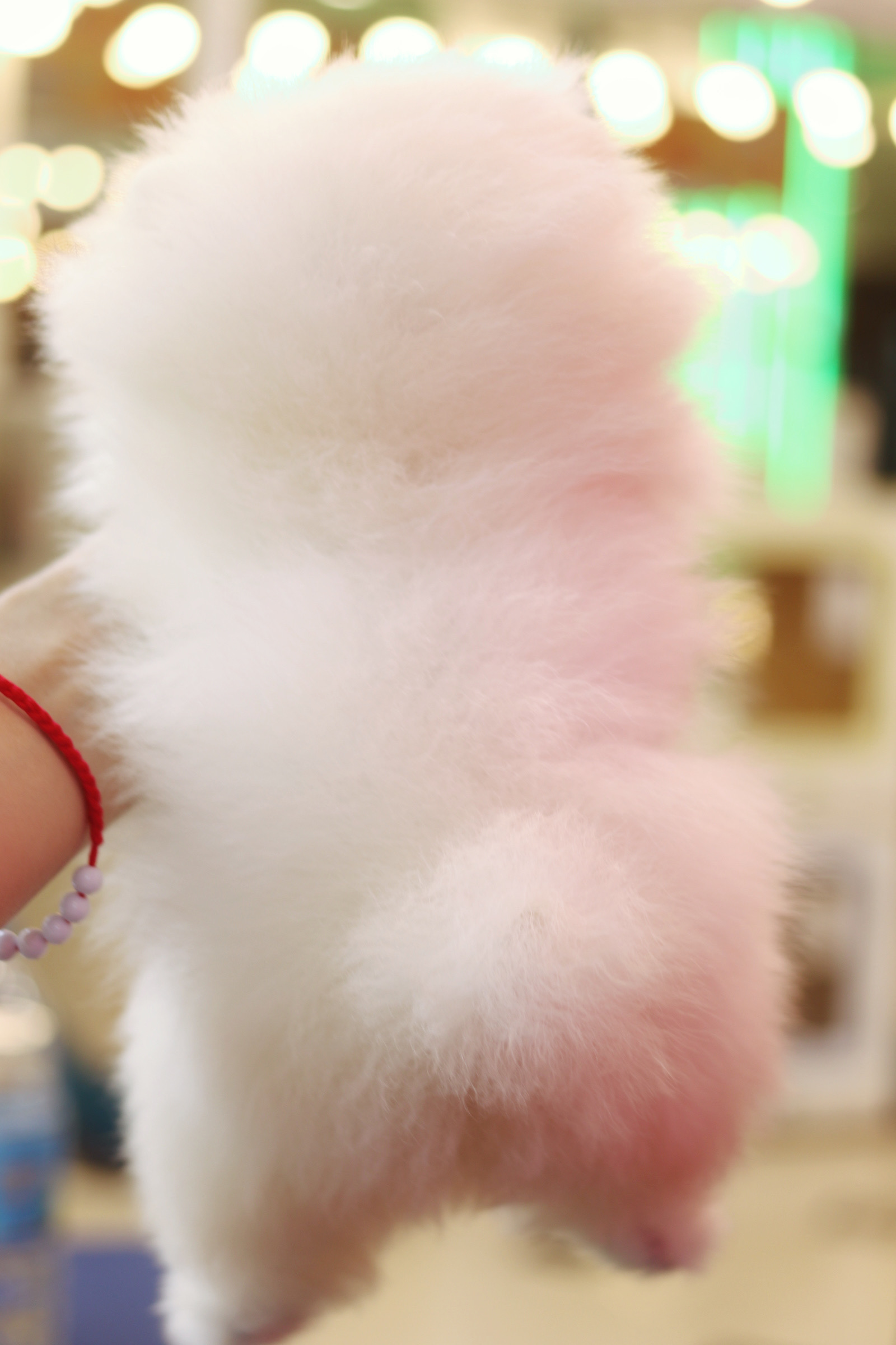 ปอมเมอเรเนียน เพศผู้สีขาวครีม เกรดโชว์