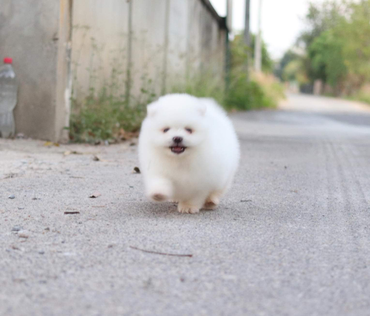 ปอมเมอเรเนียน เพศผู้