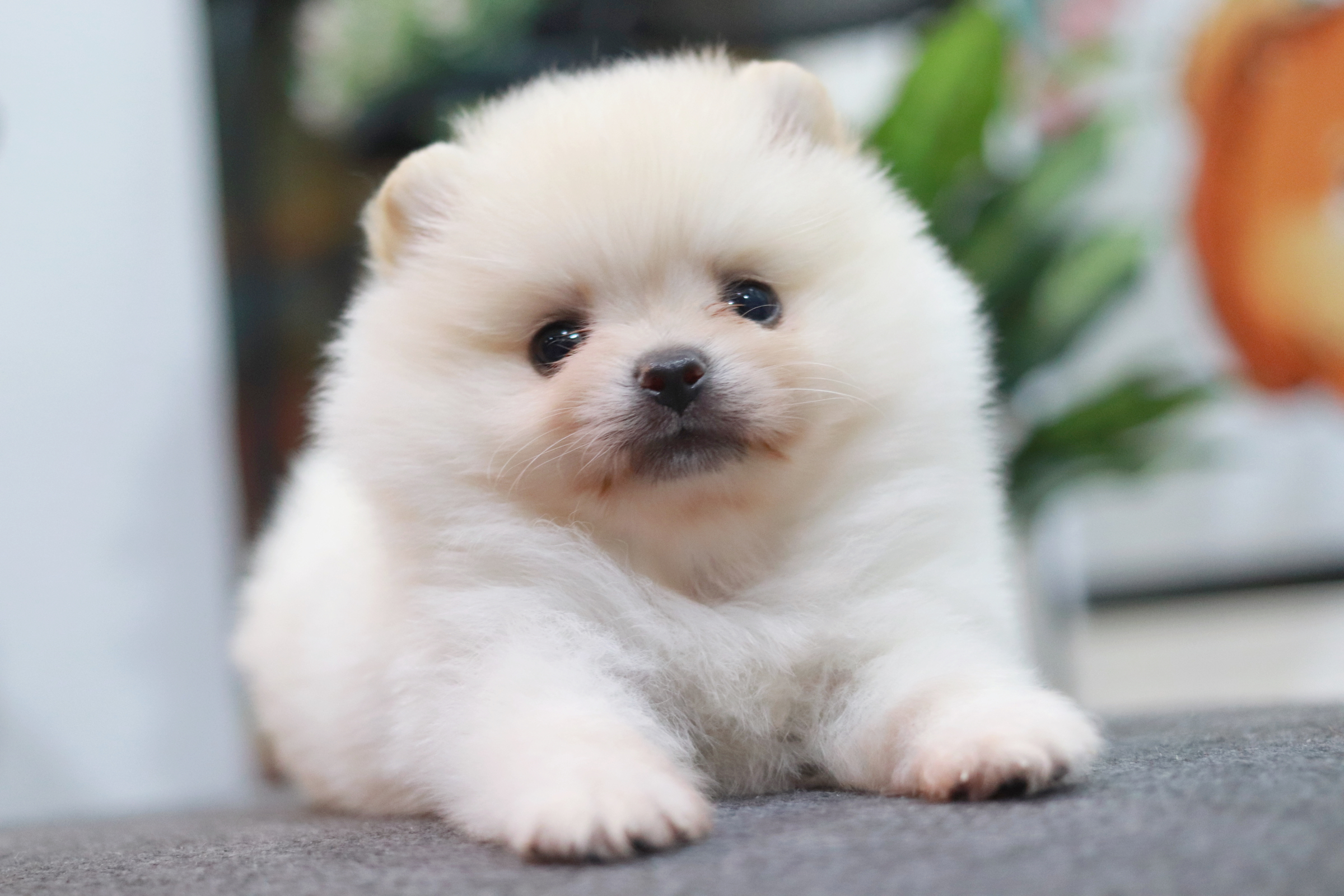 ปอมเมอเรเนียน เพศผู้ขาวครีม