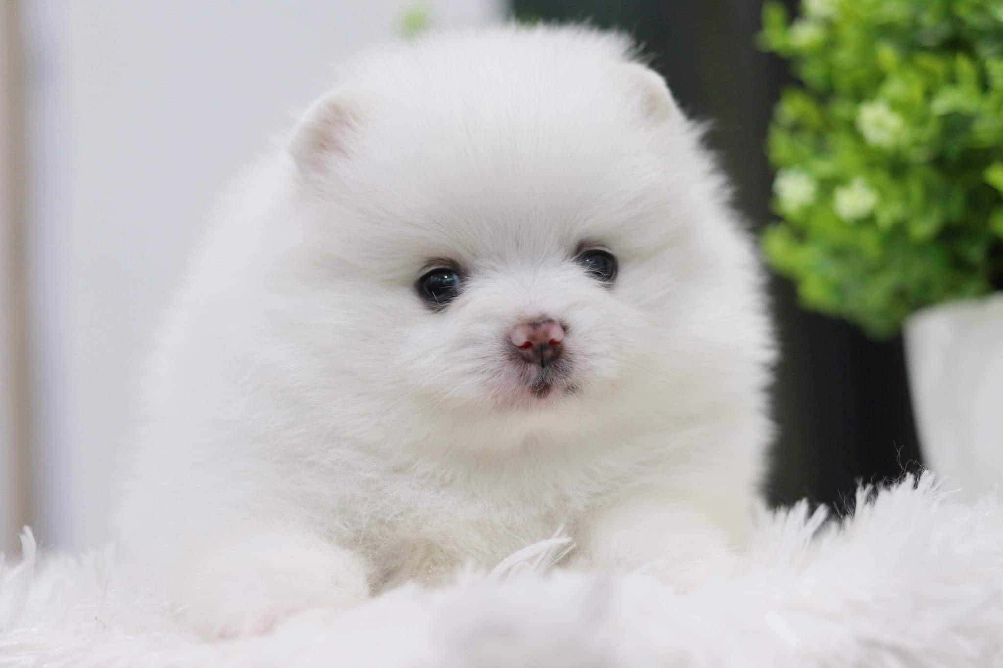 ปอมเมอเรเนียน เพศผู้