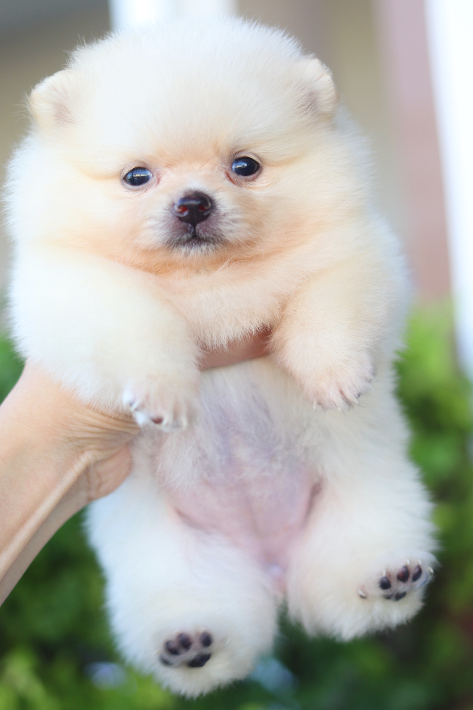 ปอมเมอเรเนียน เพศเมียสีขาวครีม