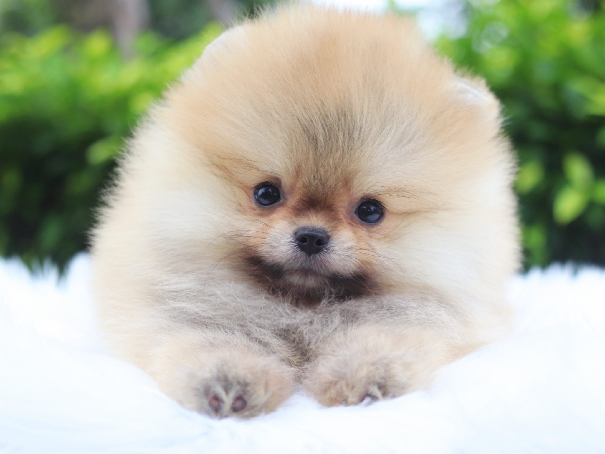 ปอมเมอเรเนียน เพศเมียสีส้ม เกรดโชว์