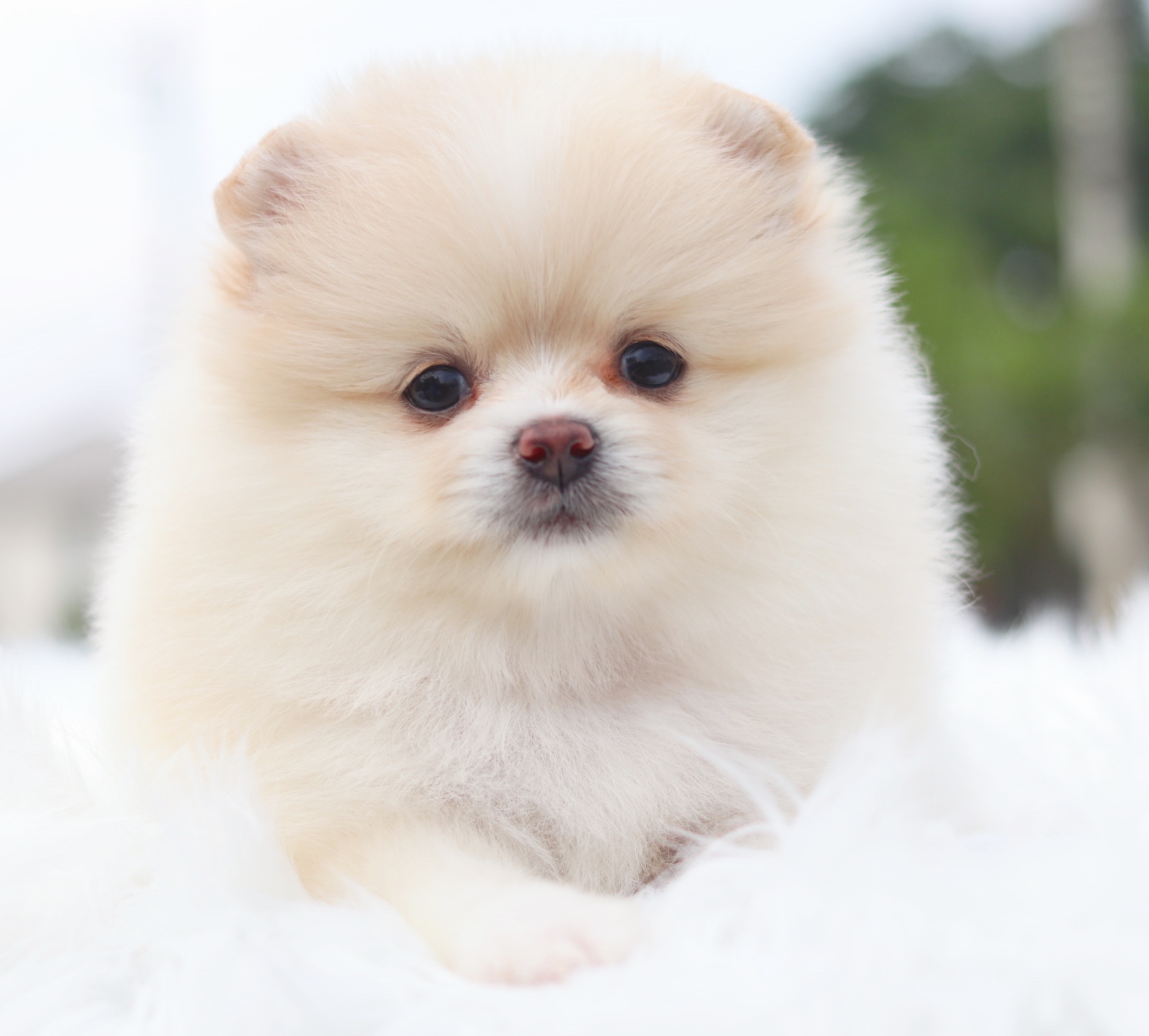 ปอมเมอเรเนียน เพศเมียสีครีม