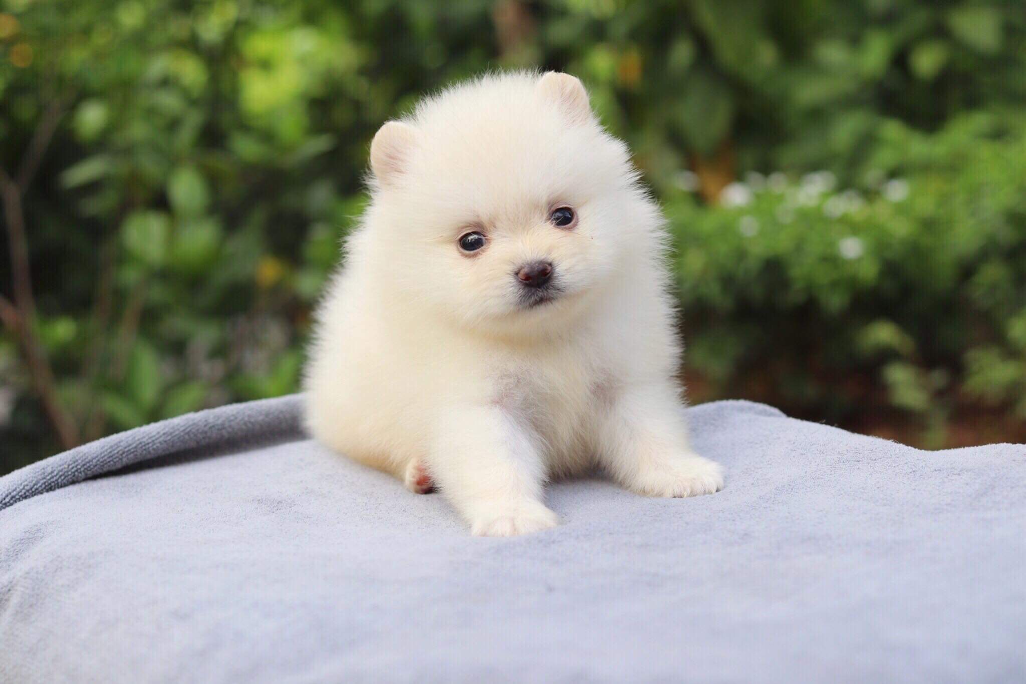 ปอมเมอเรเนียน เพศผู้