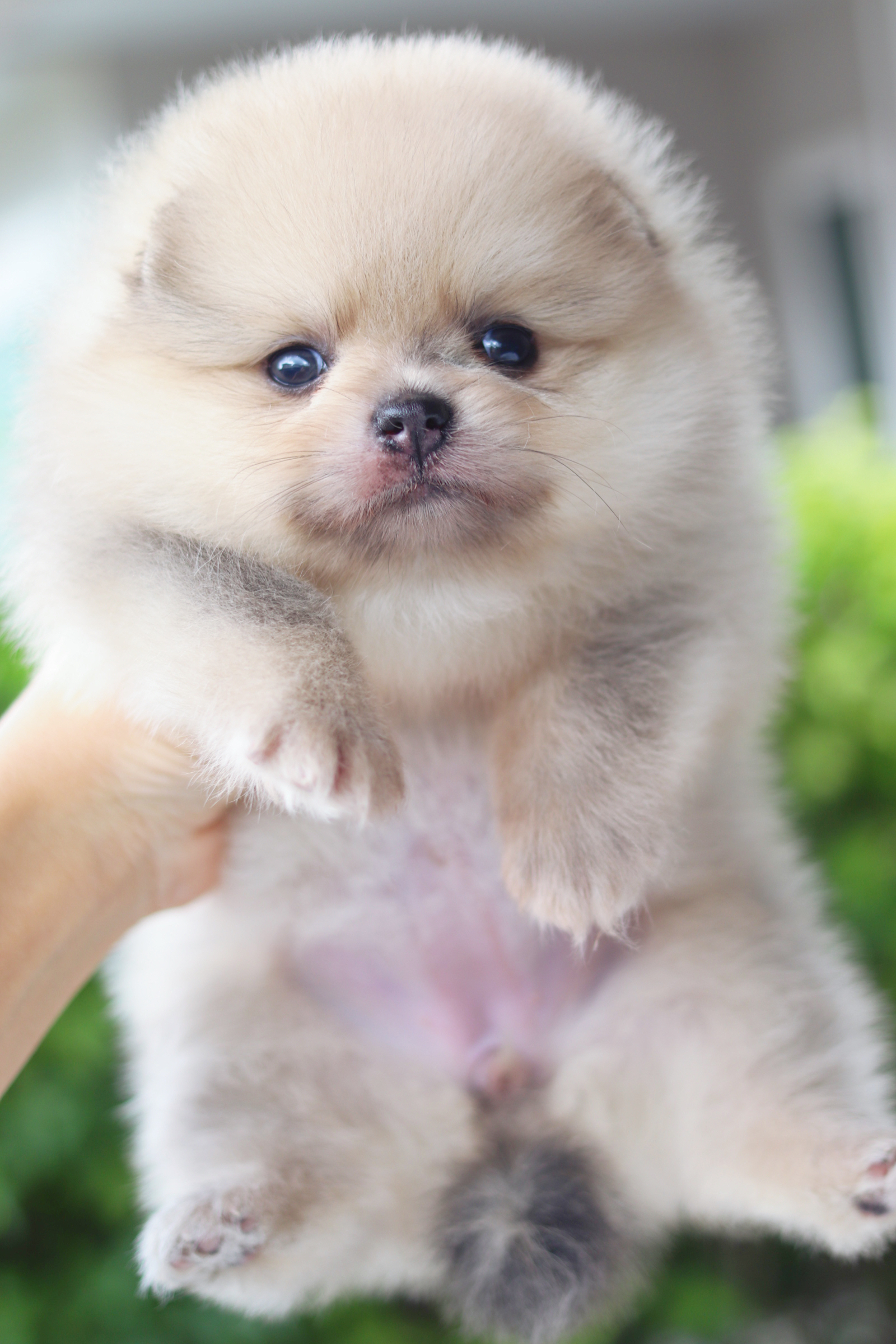 ปอมเมอเรเนียน เพศเมียสีส้ม