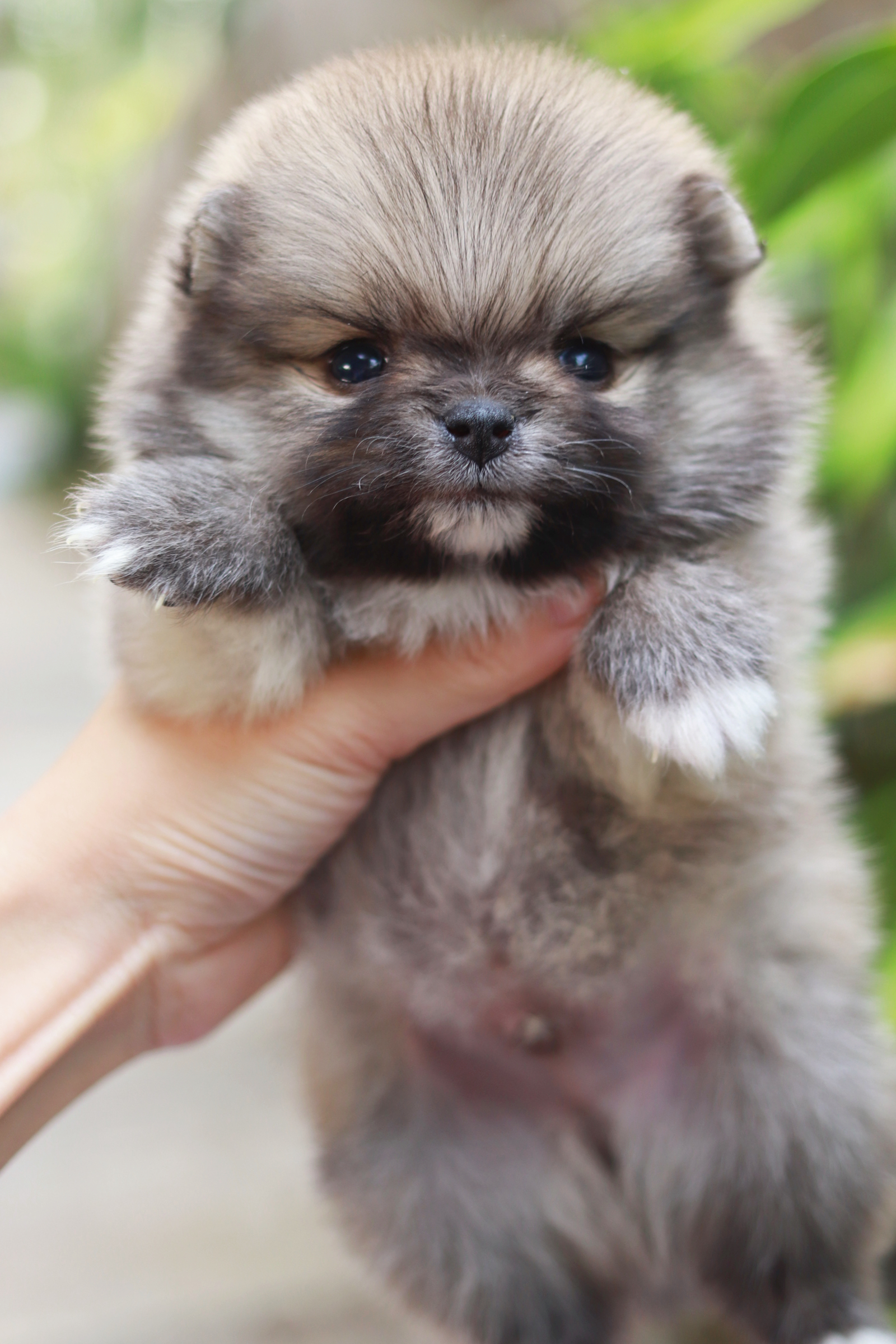 ปอมเมอเรเนียน เพศผู้