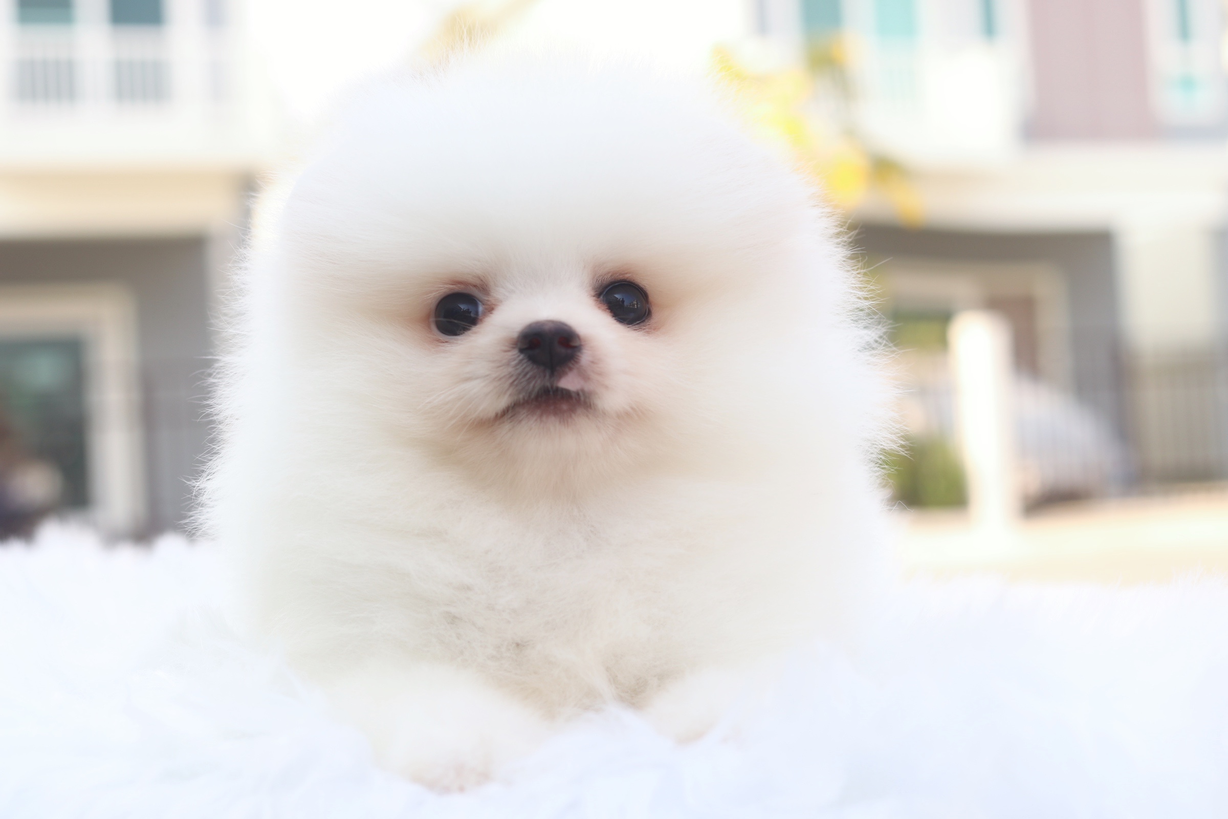 ปอมเมอเรเนียน เพศเมีย สีขาวครีม